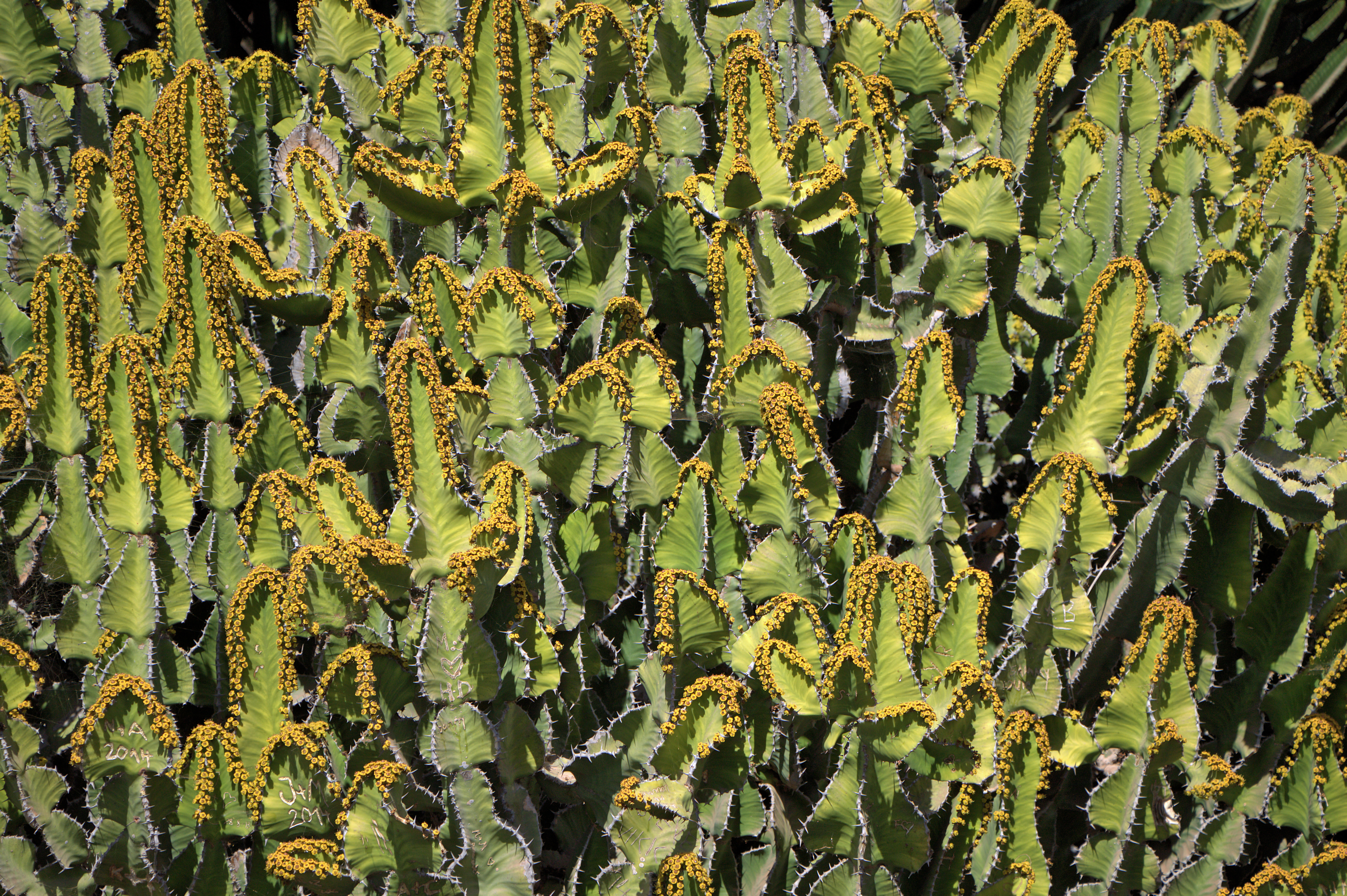Euphorbia cooperi - Oasis Park