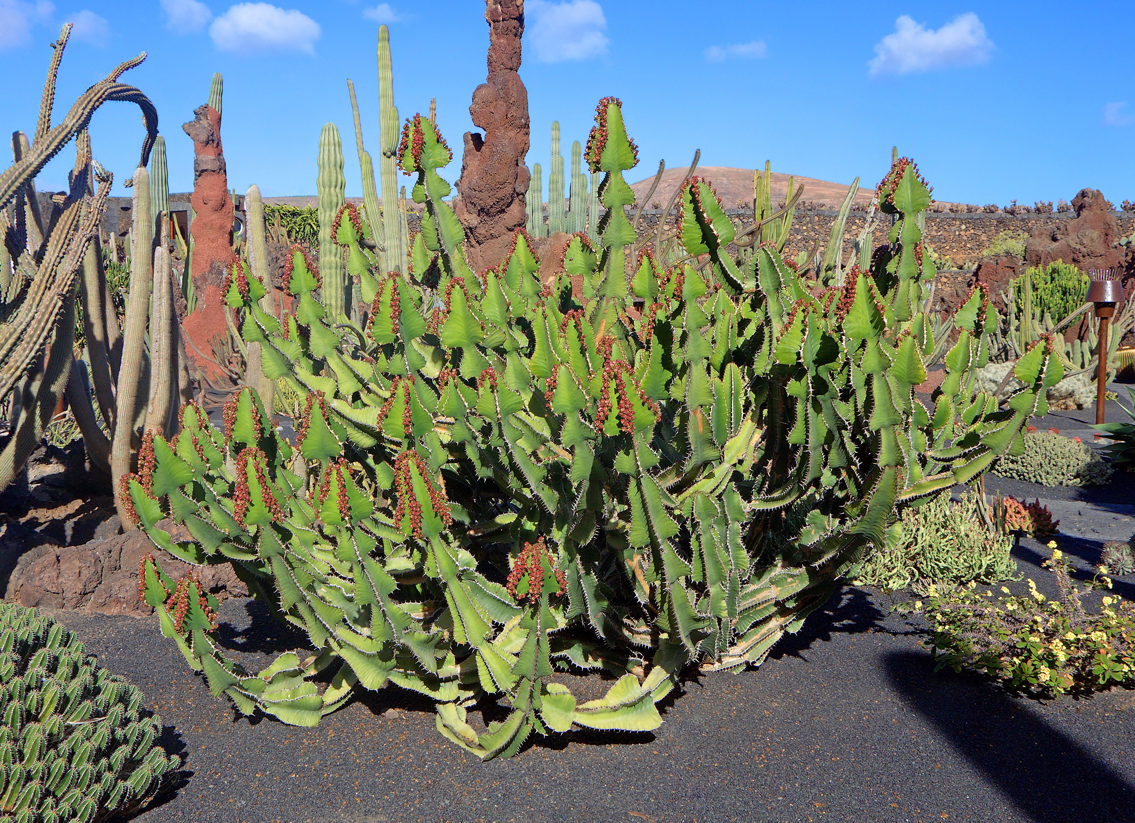 Euphorbia cooperi 001