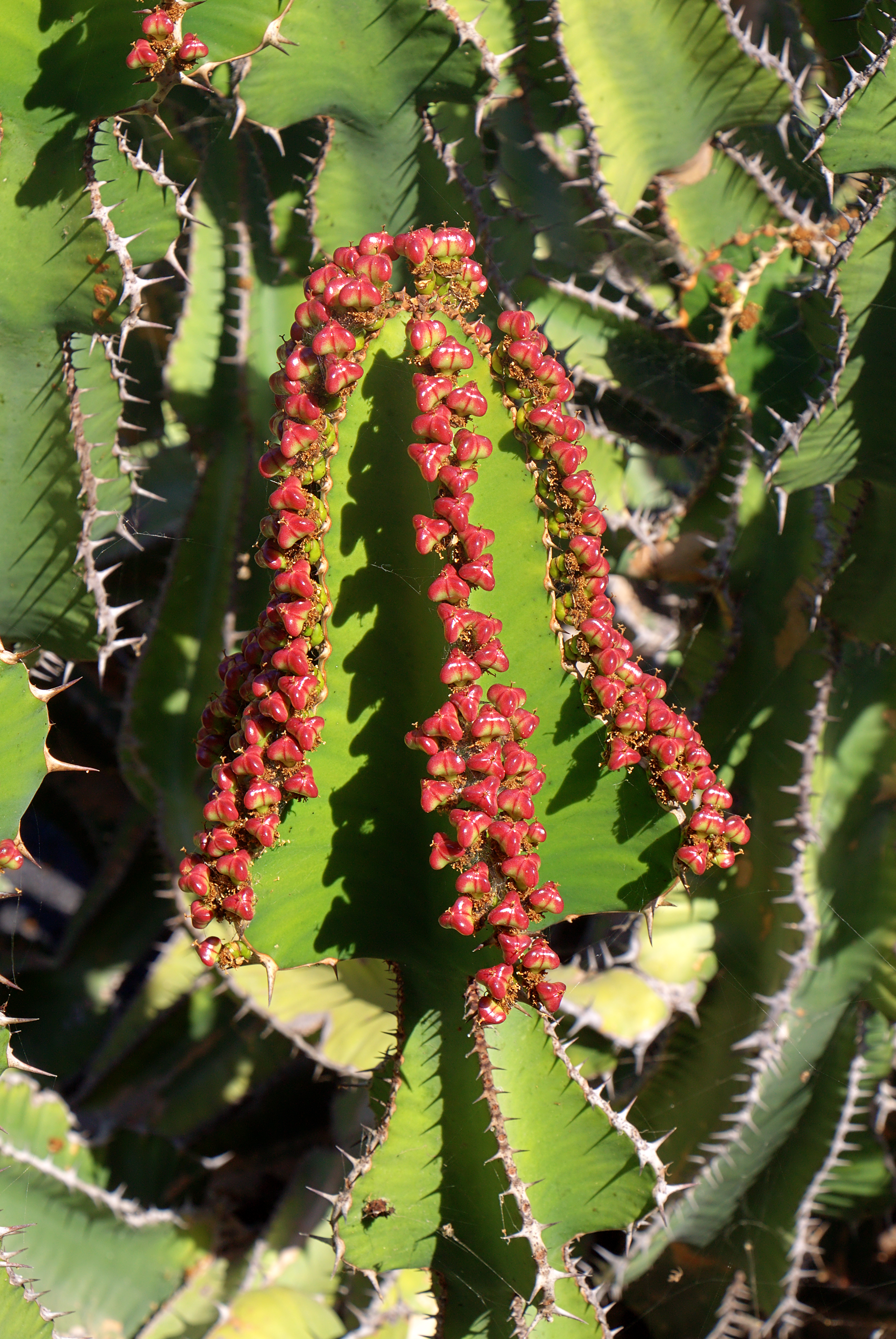 Euphorbia cooperi 002