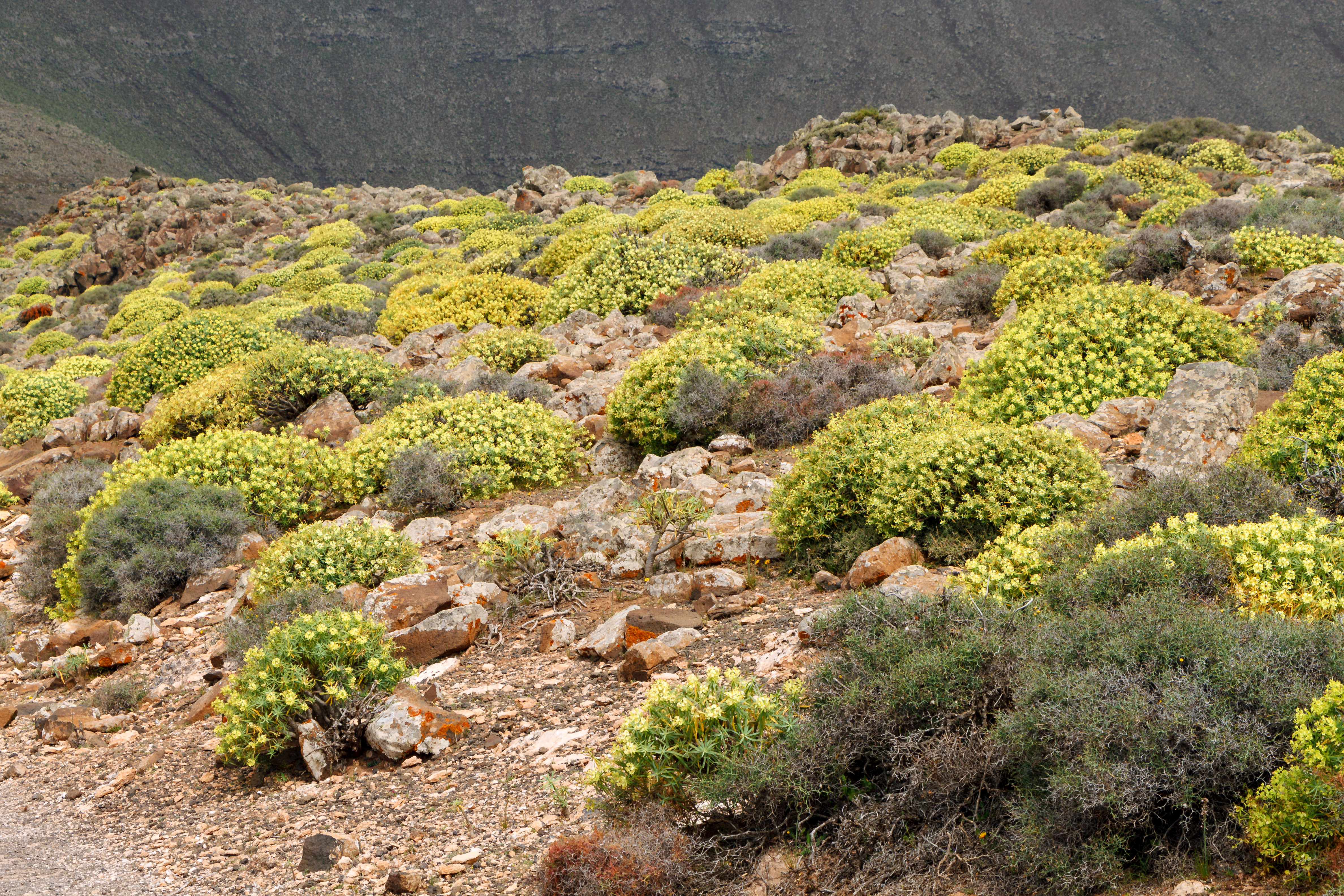 Euphorbia lamarckii 001