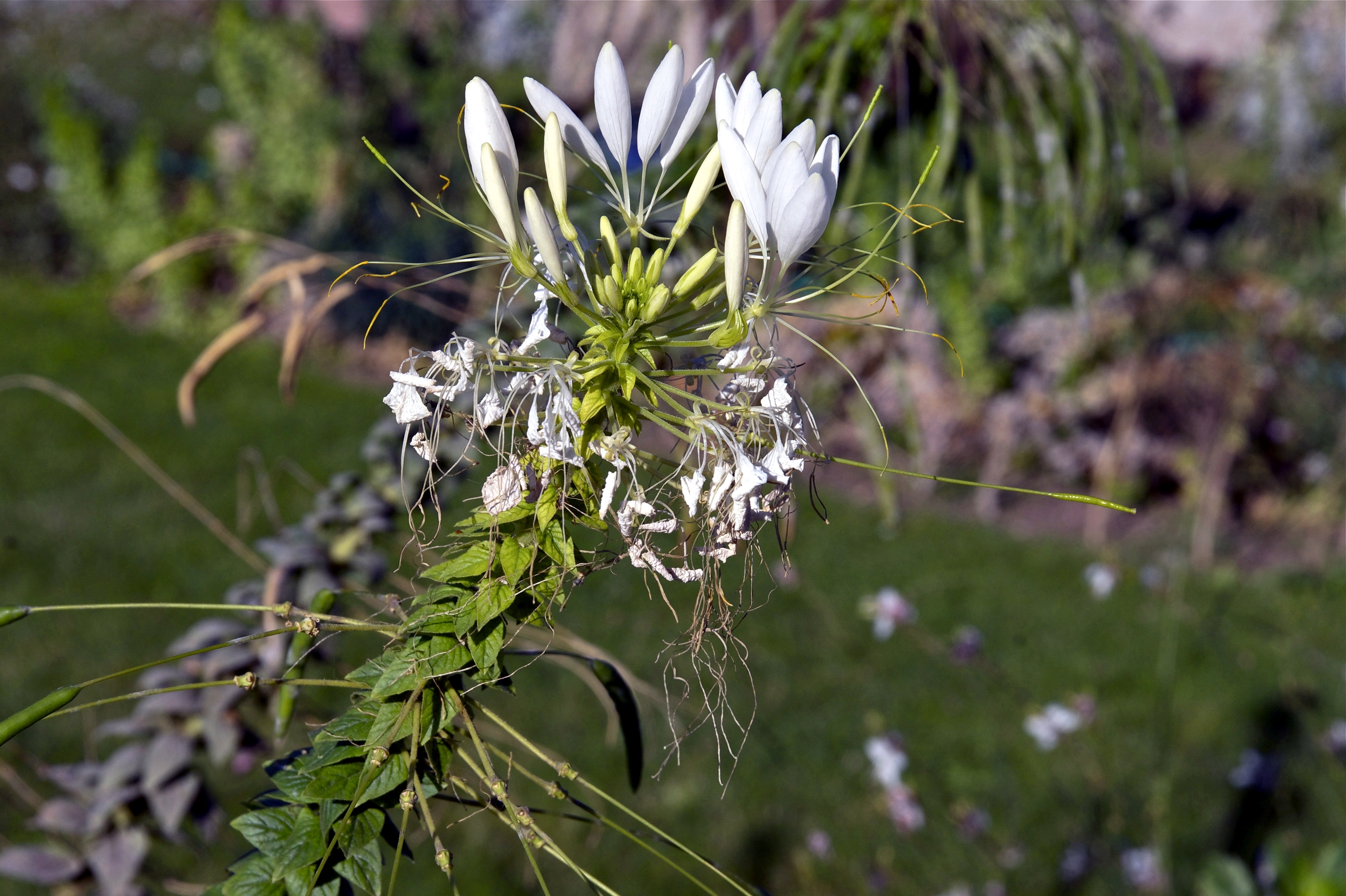 Euphorbia marginata JdP