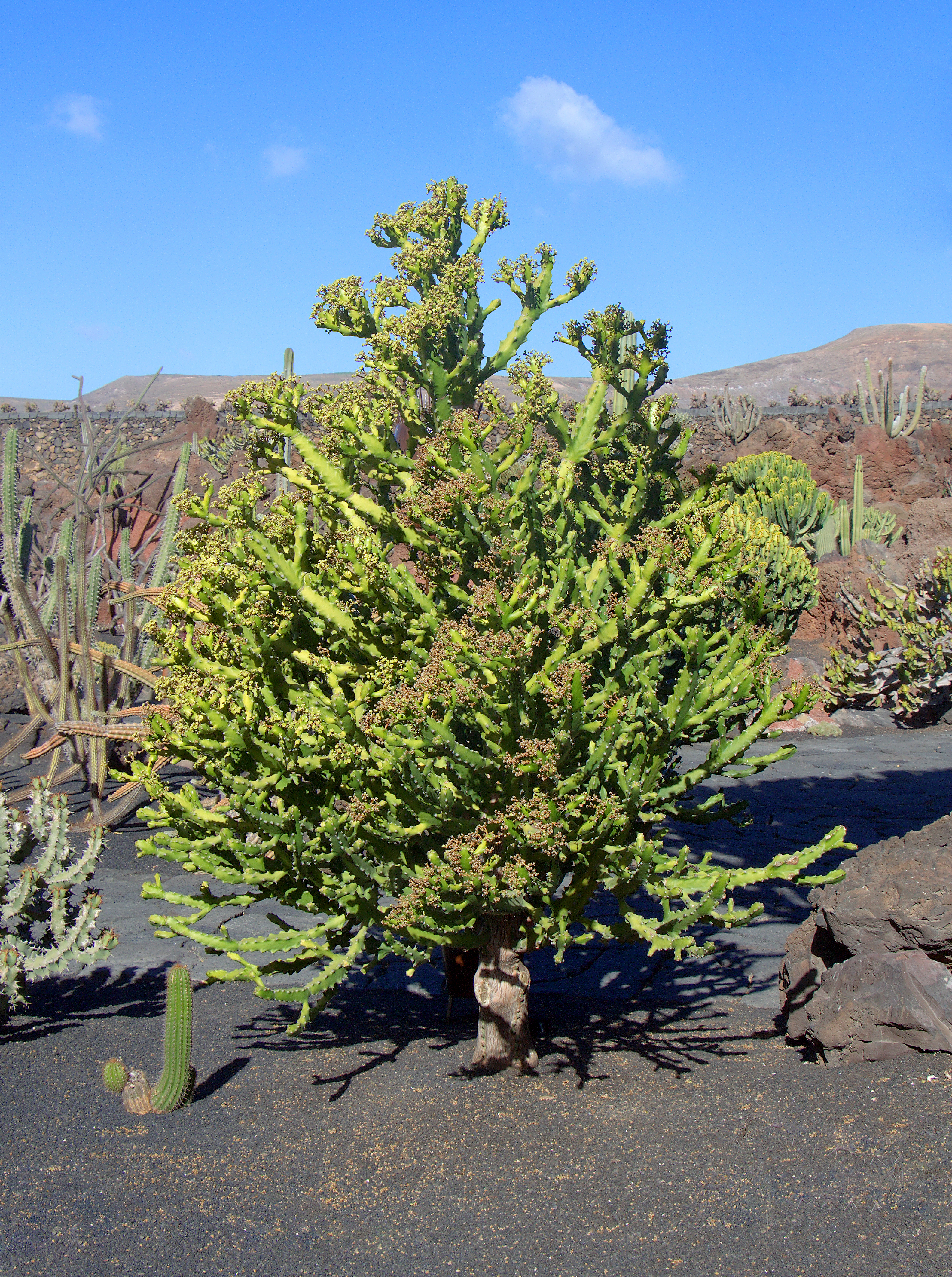 Euphorbia mayurnathanii 003