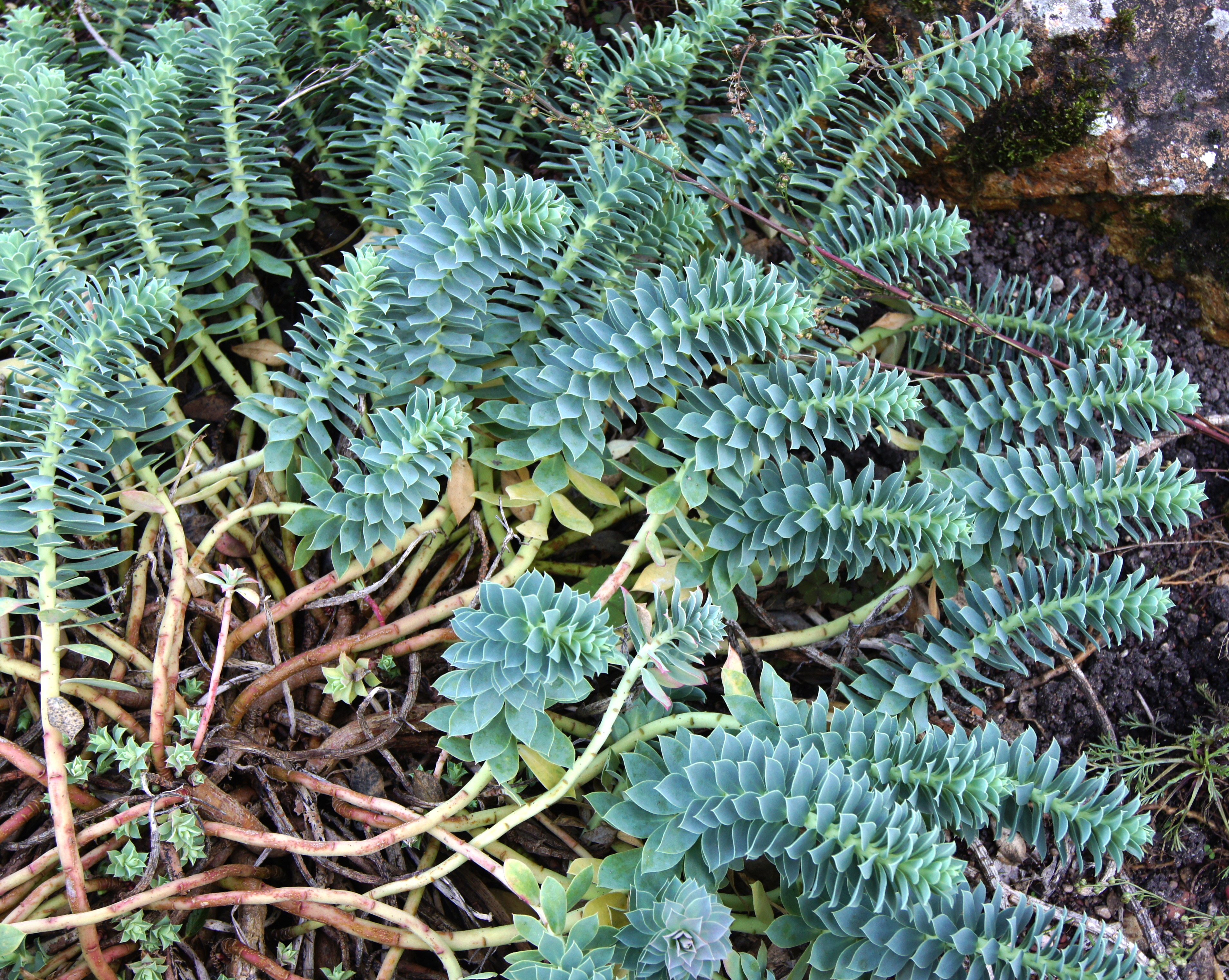 Euphorbia myrsinites L. JdP