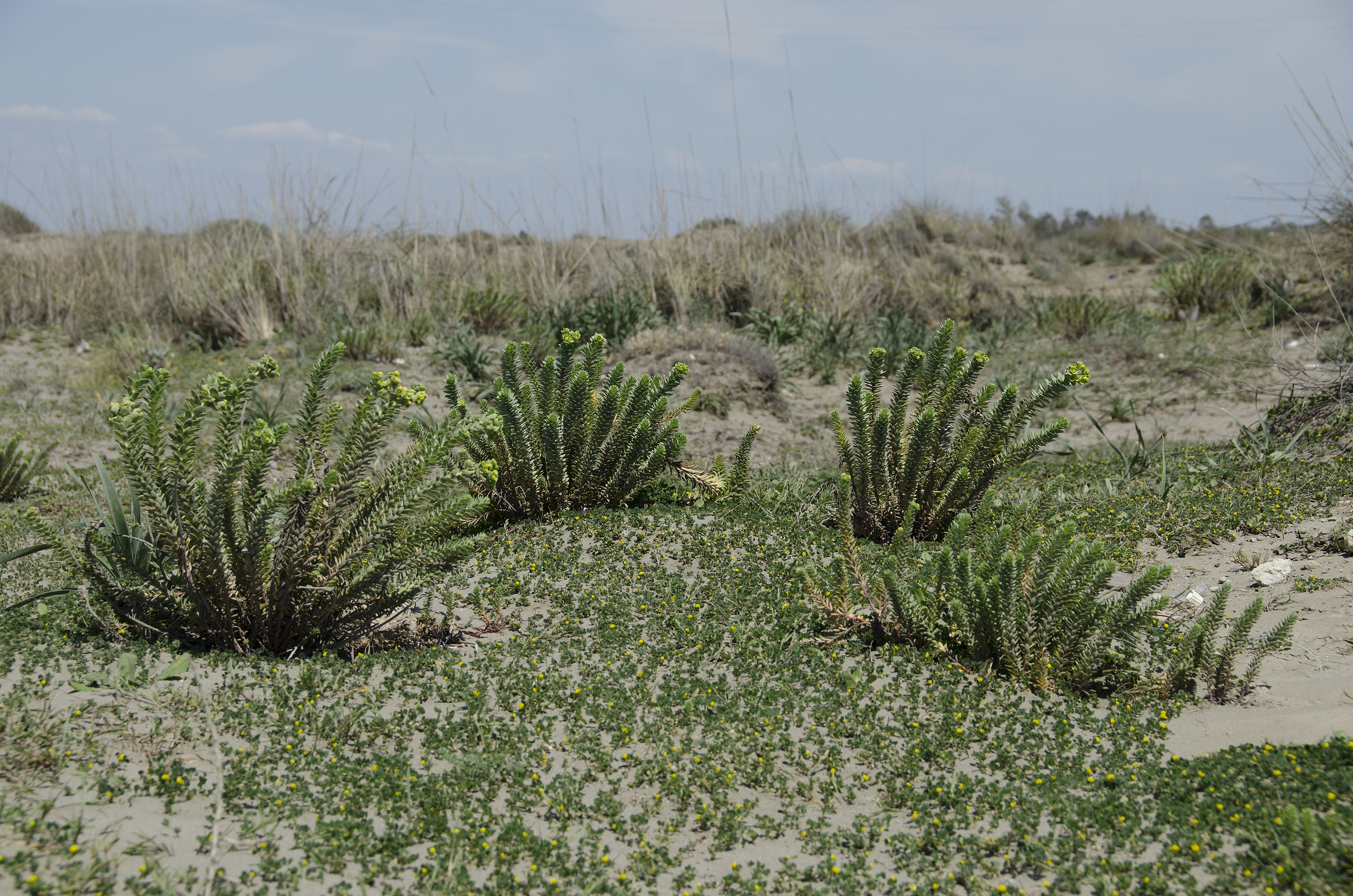 Euphorbia paralias - Sea spurge - Kum sütleğeni 08