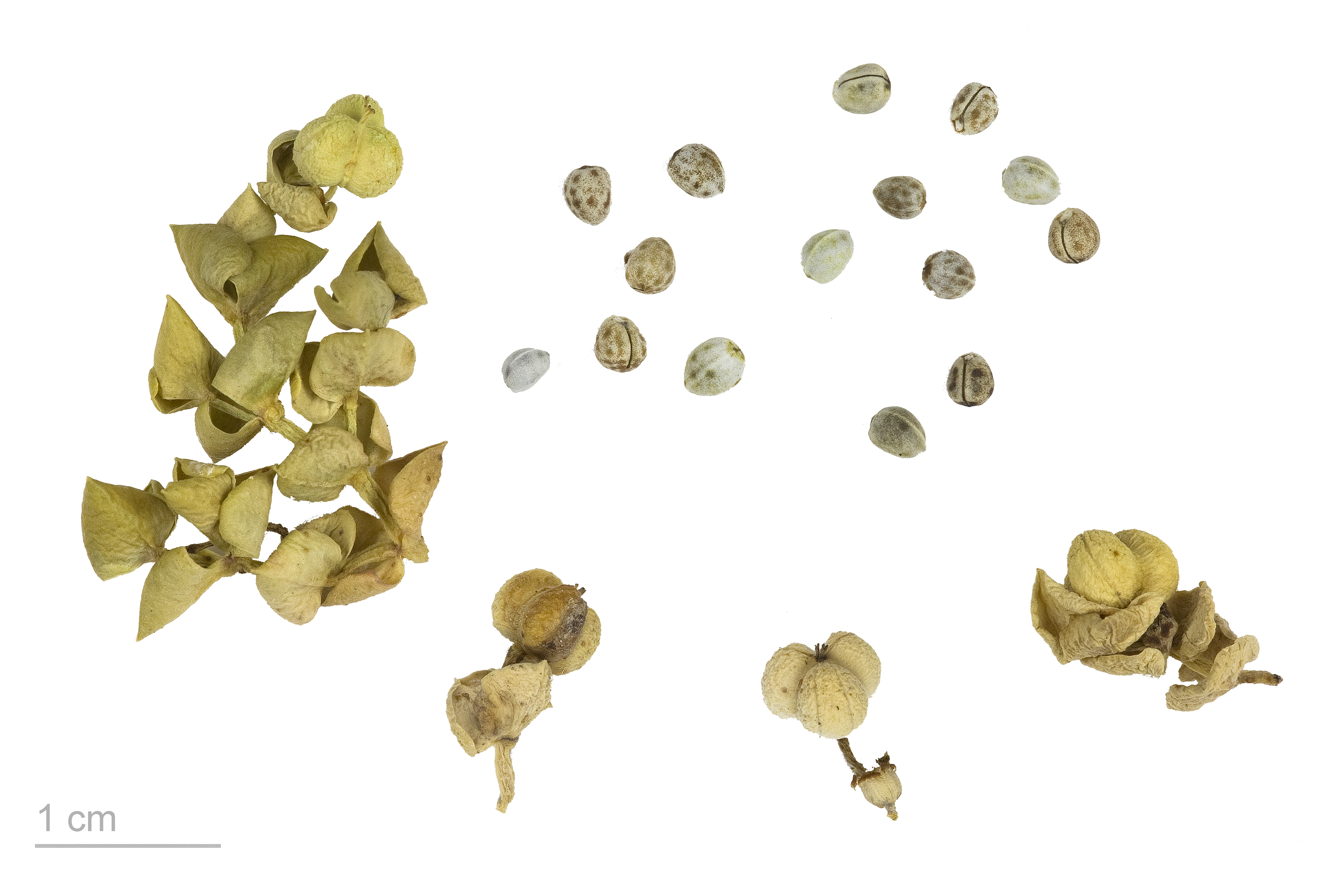 Euphorbia paralias MHNT.BOT.2008.1.13