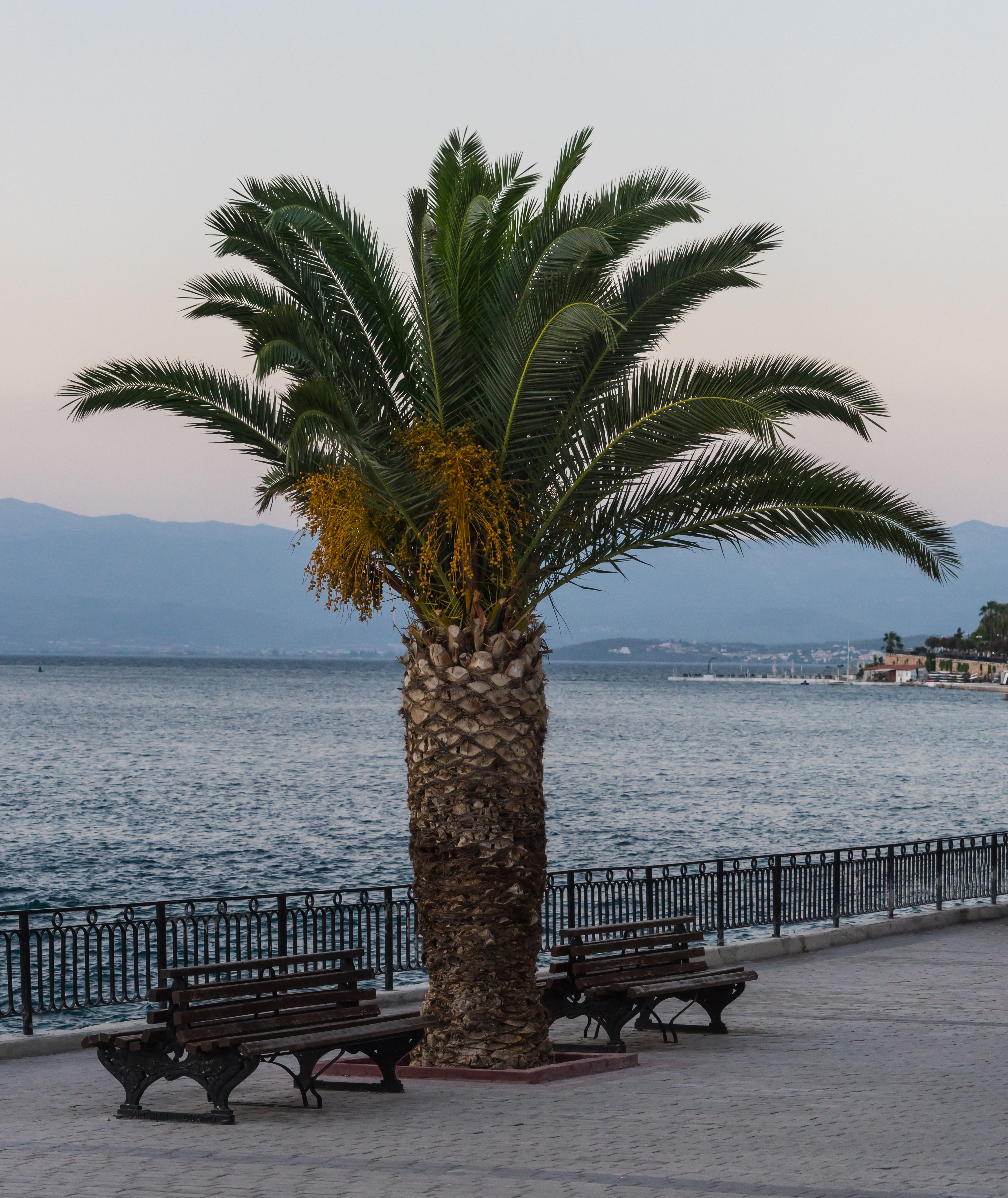 Evening, palm tree, Chalkida Greece