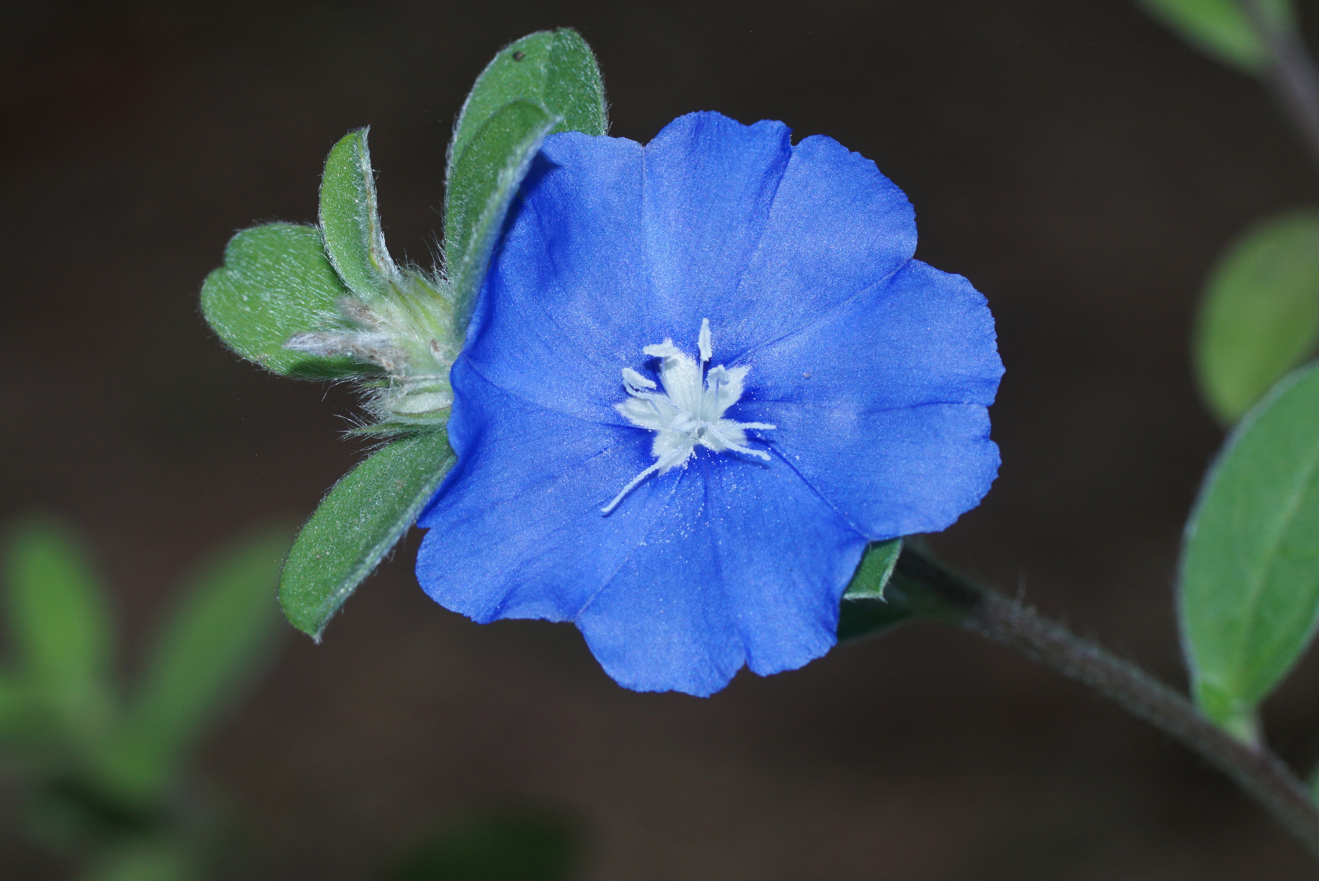 Evolvulus alsinoides 09186