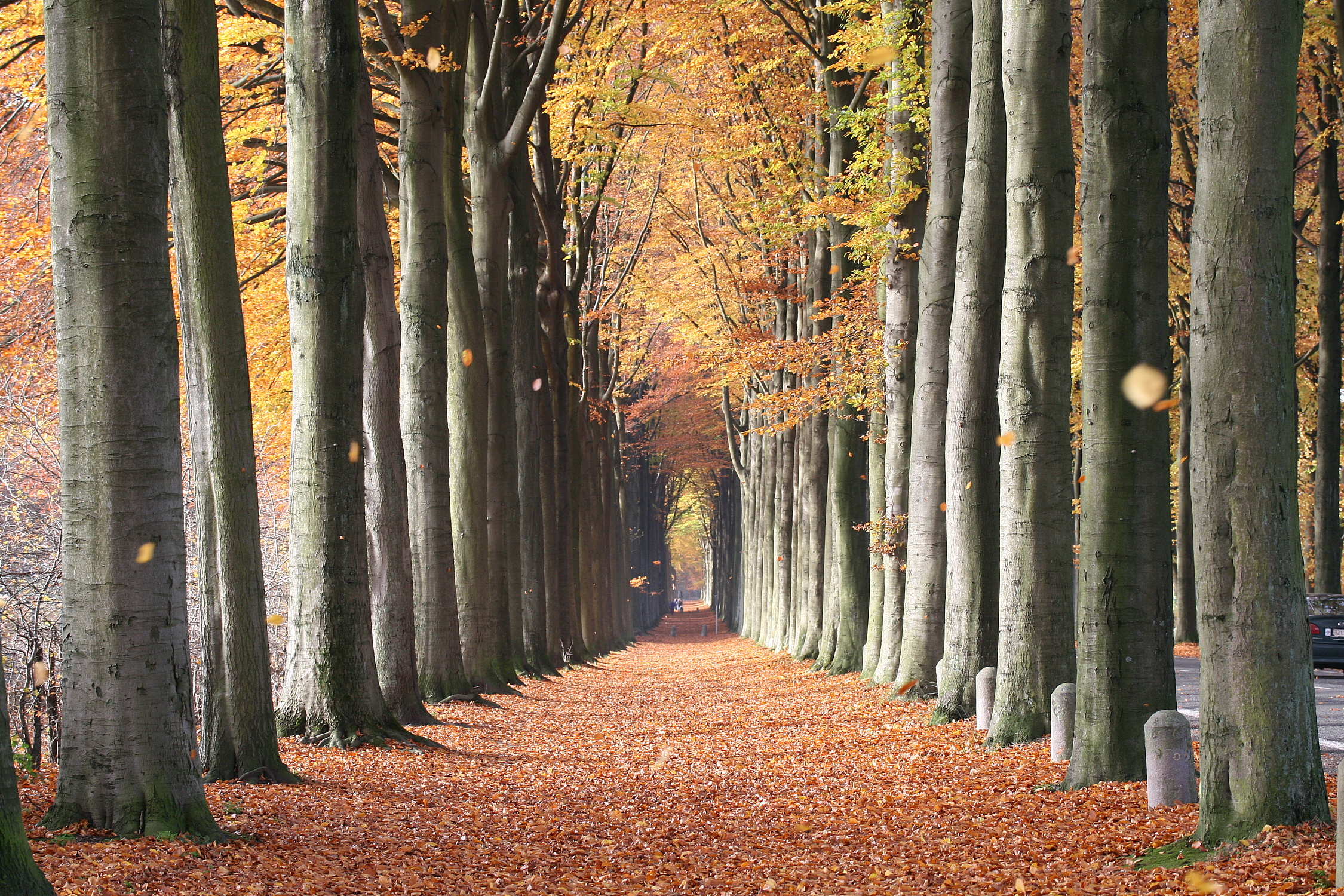 Fagus sylvatica JPG2a