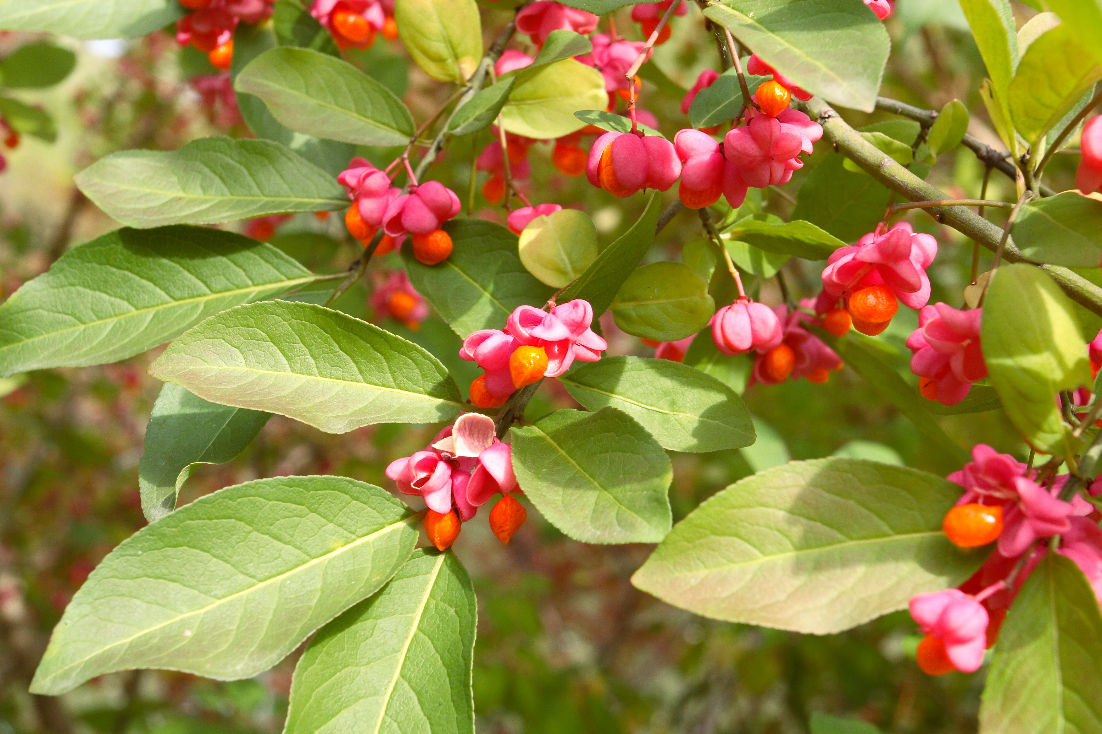 Fall flowers (265940805)