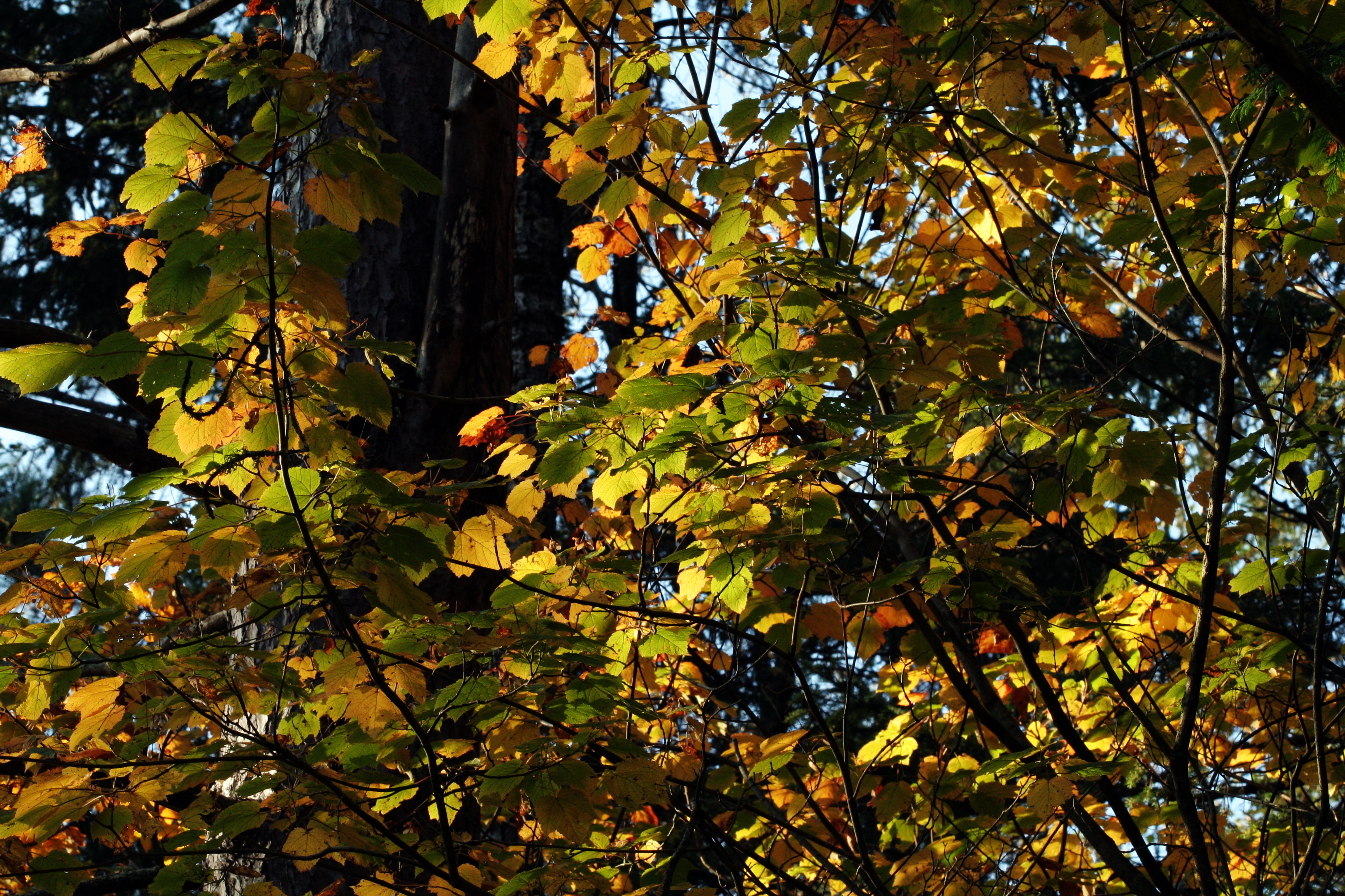 Fall Tresses (1449116973)