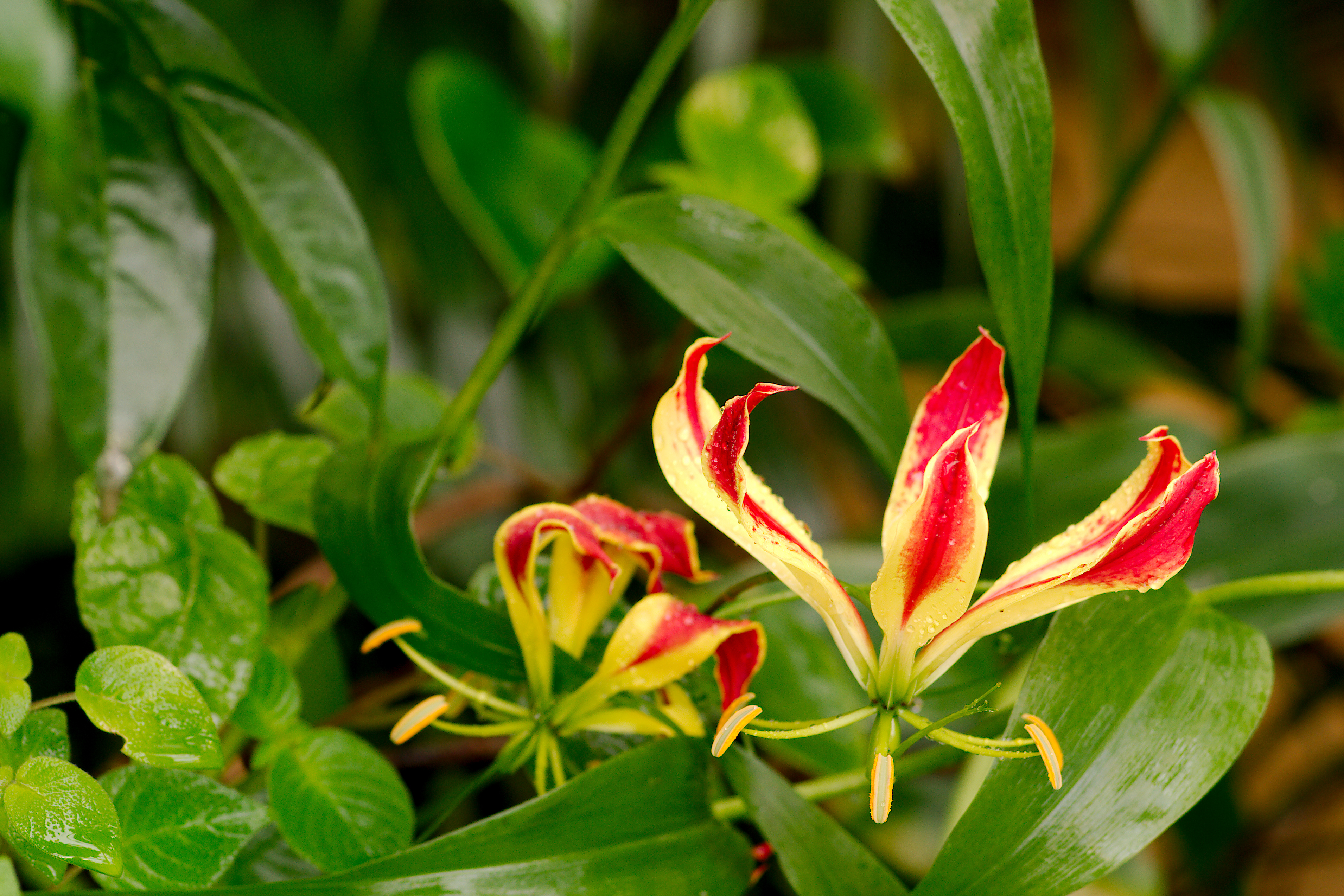 Fata Morgana,Gloriosa superba