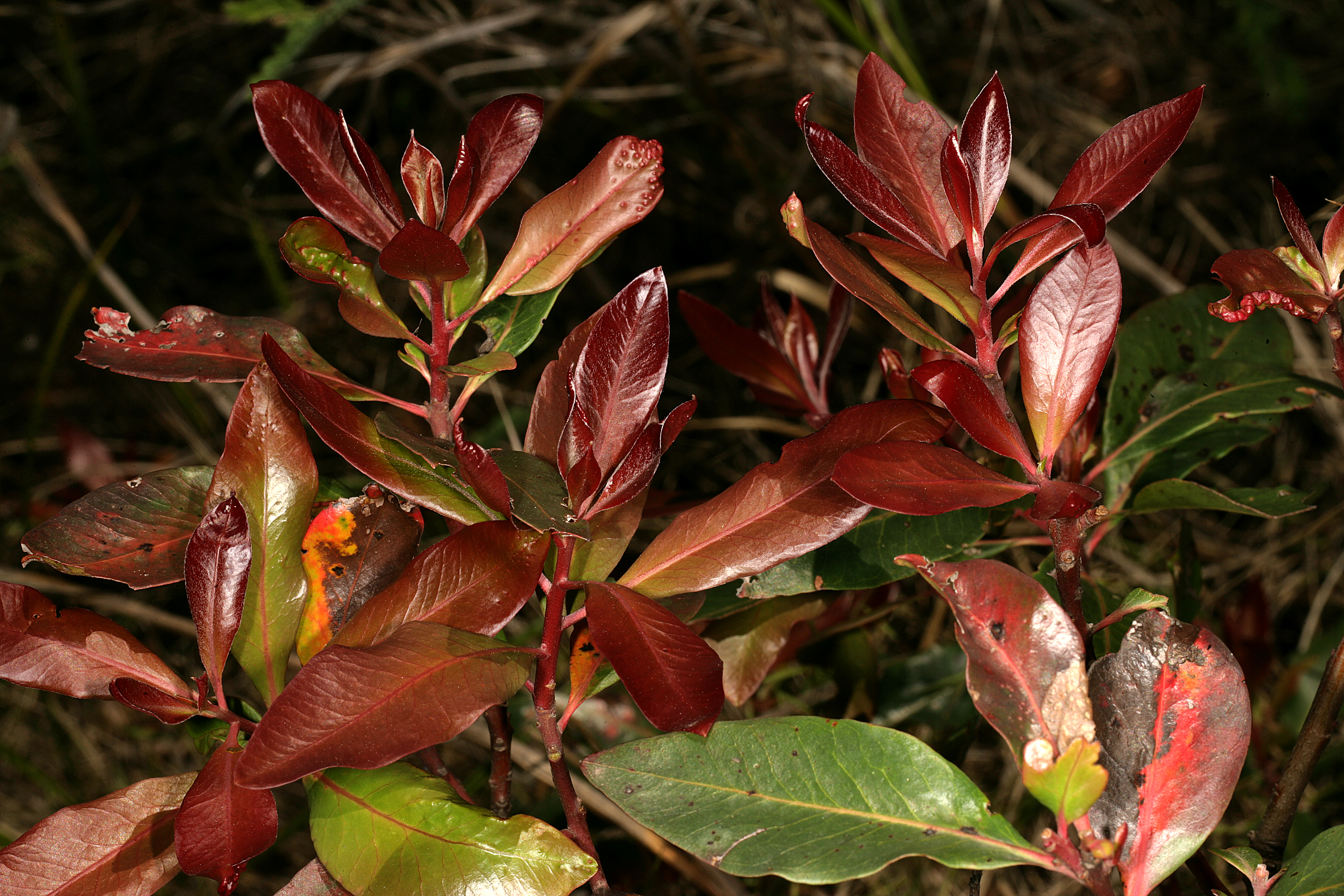 Faurea galpinii 1DS-II 3-9683