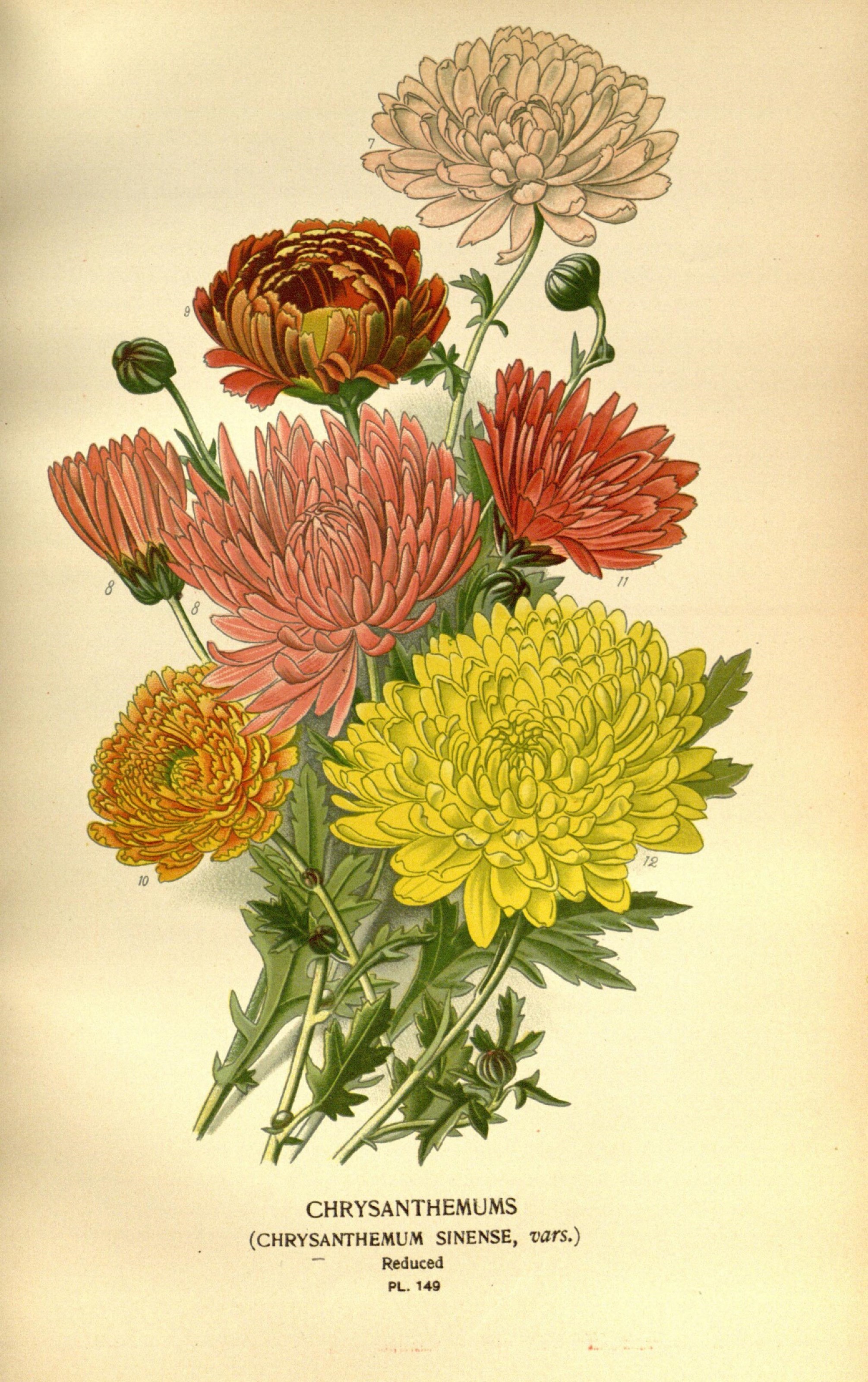 Favourite flowers of garden and greenhouse (10574979456)