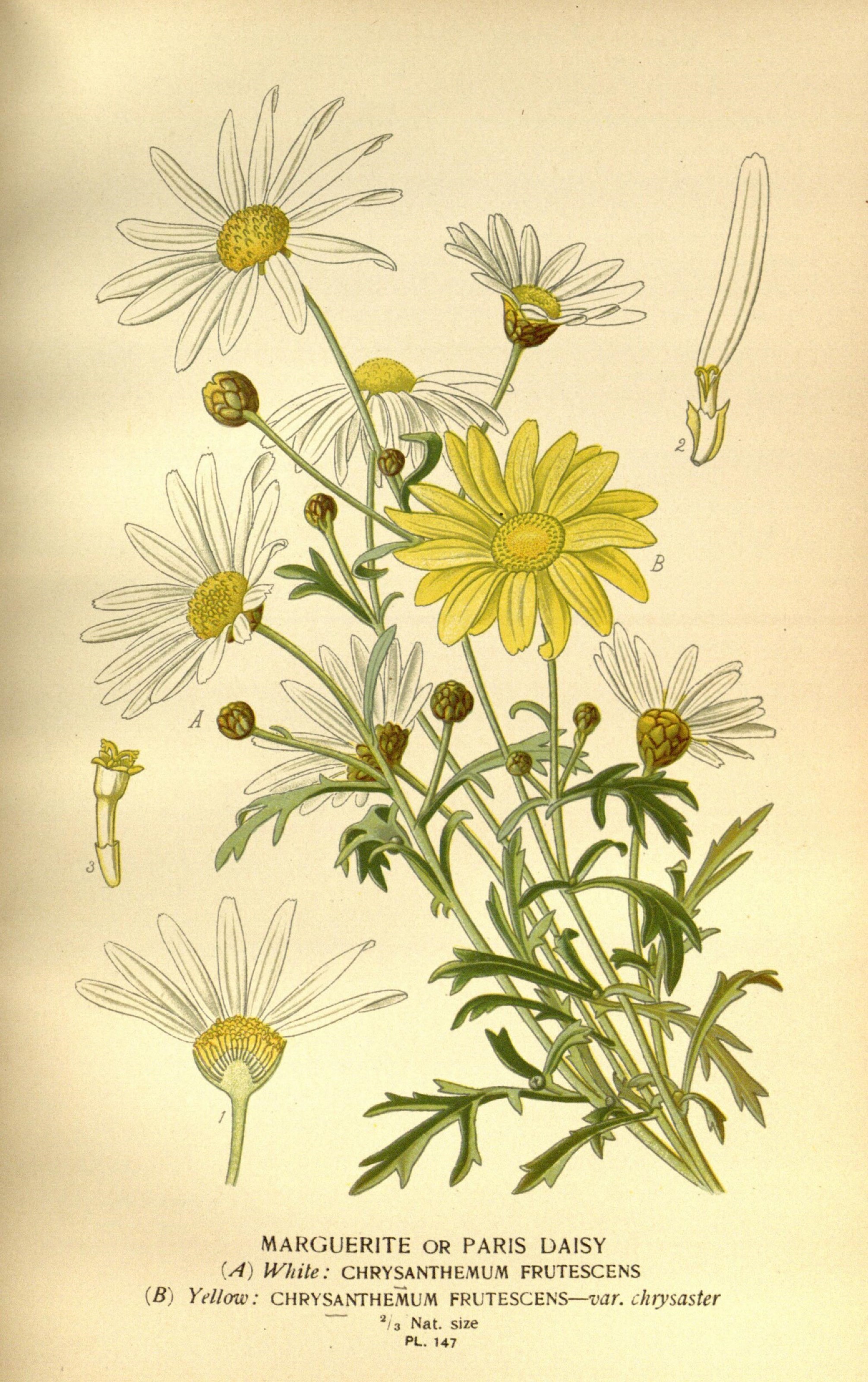 Favourite flowers of garden and greenhouse (10574993844)