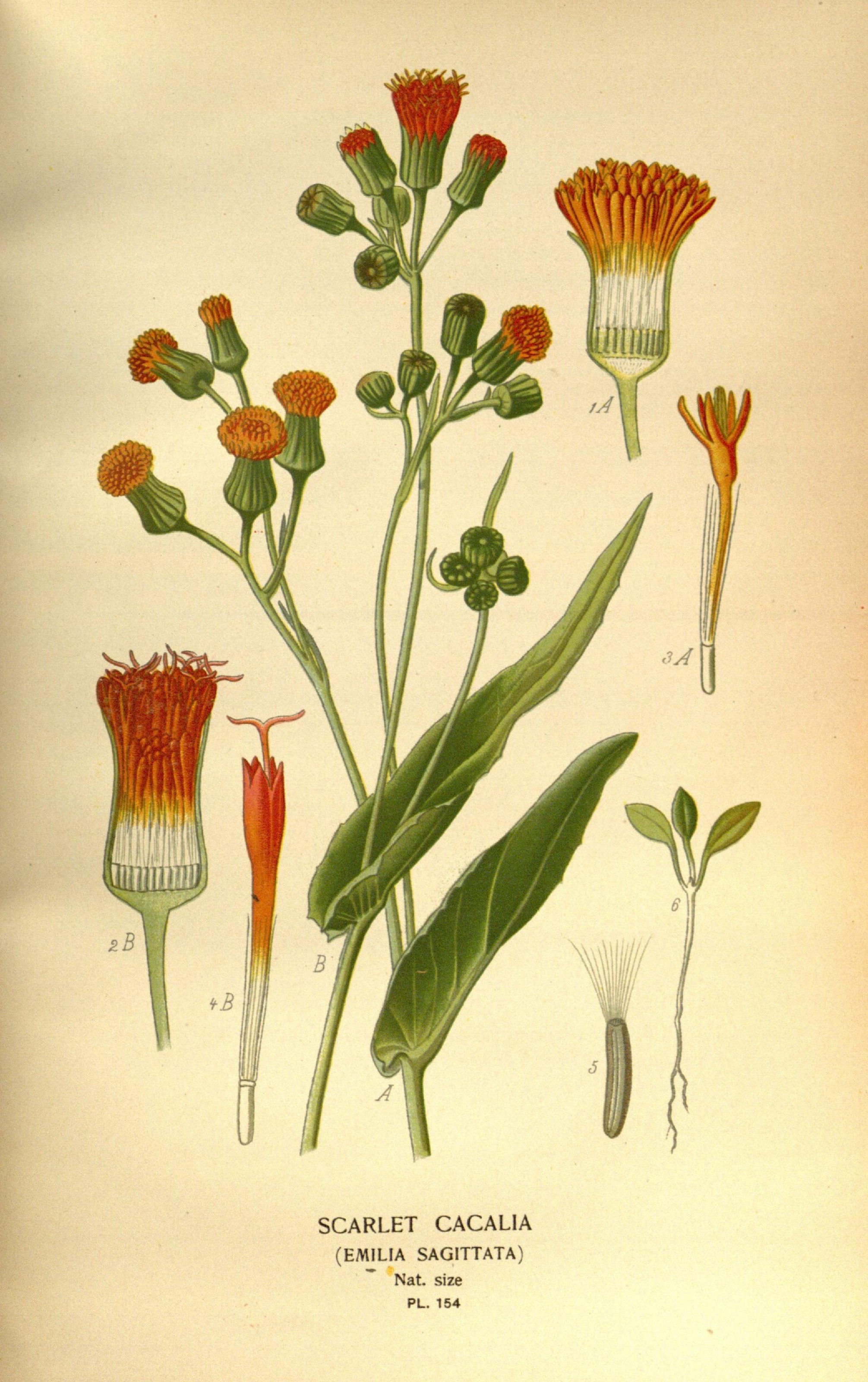 Favourite flowers of garden and greenhouse (10575002346)