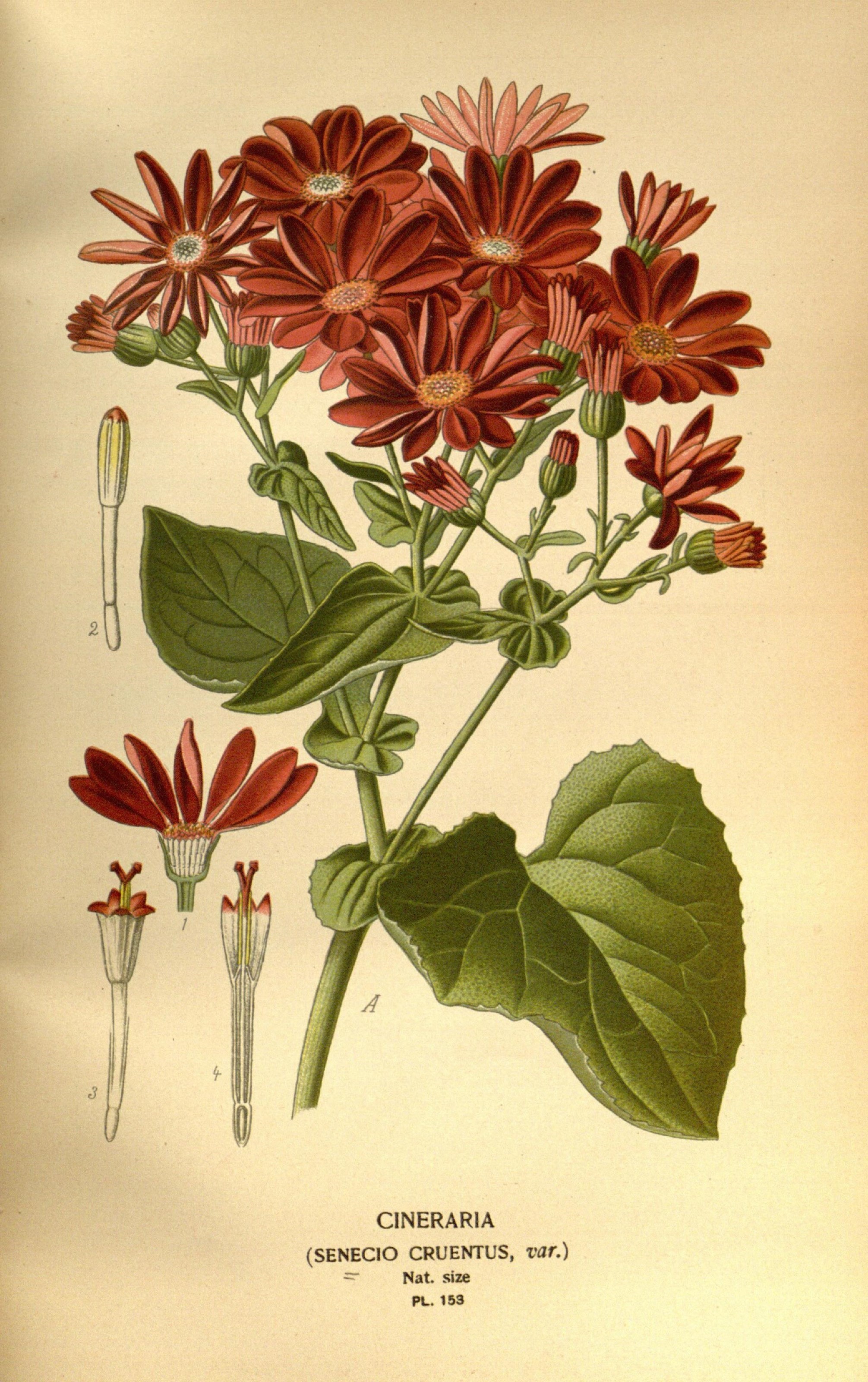 Favourite flowers of garden and greenhouse (10575022454)