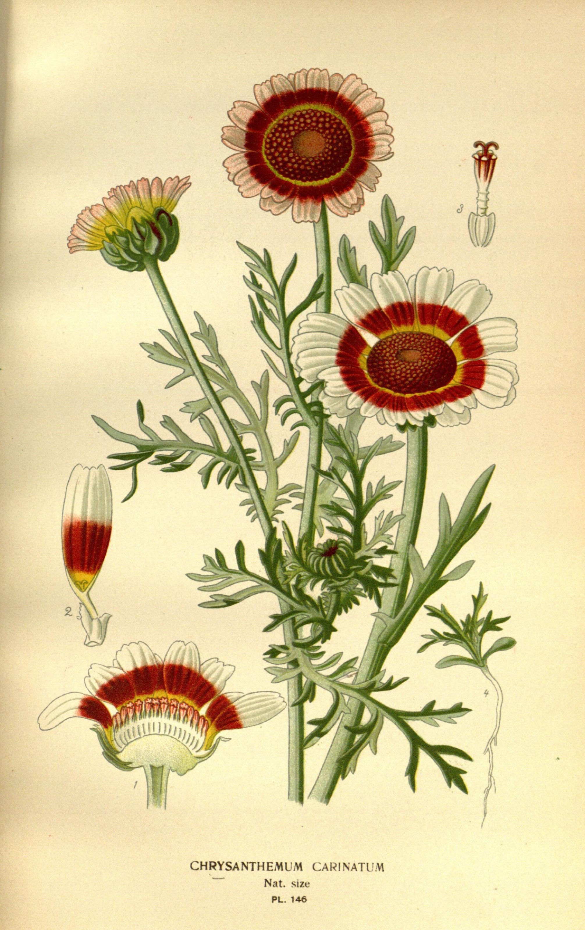 Favourite flowers of garden and greenhouse (10575199023)