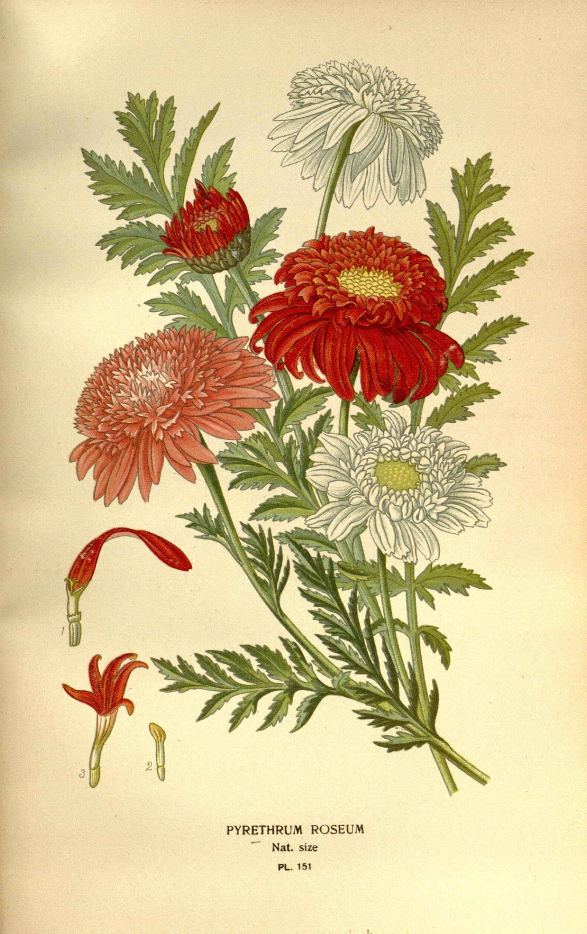 Favourite flowers of garden and greenhouse (10575222663)