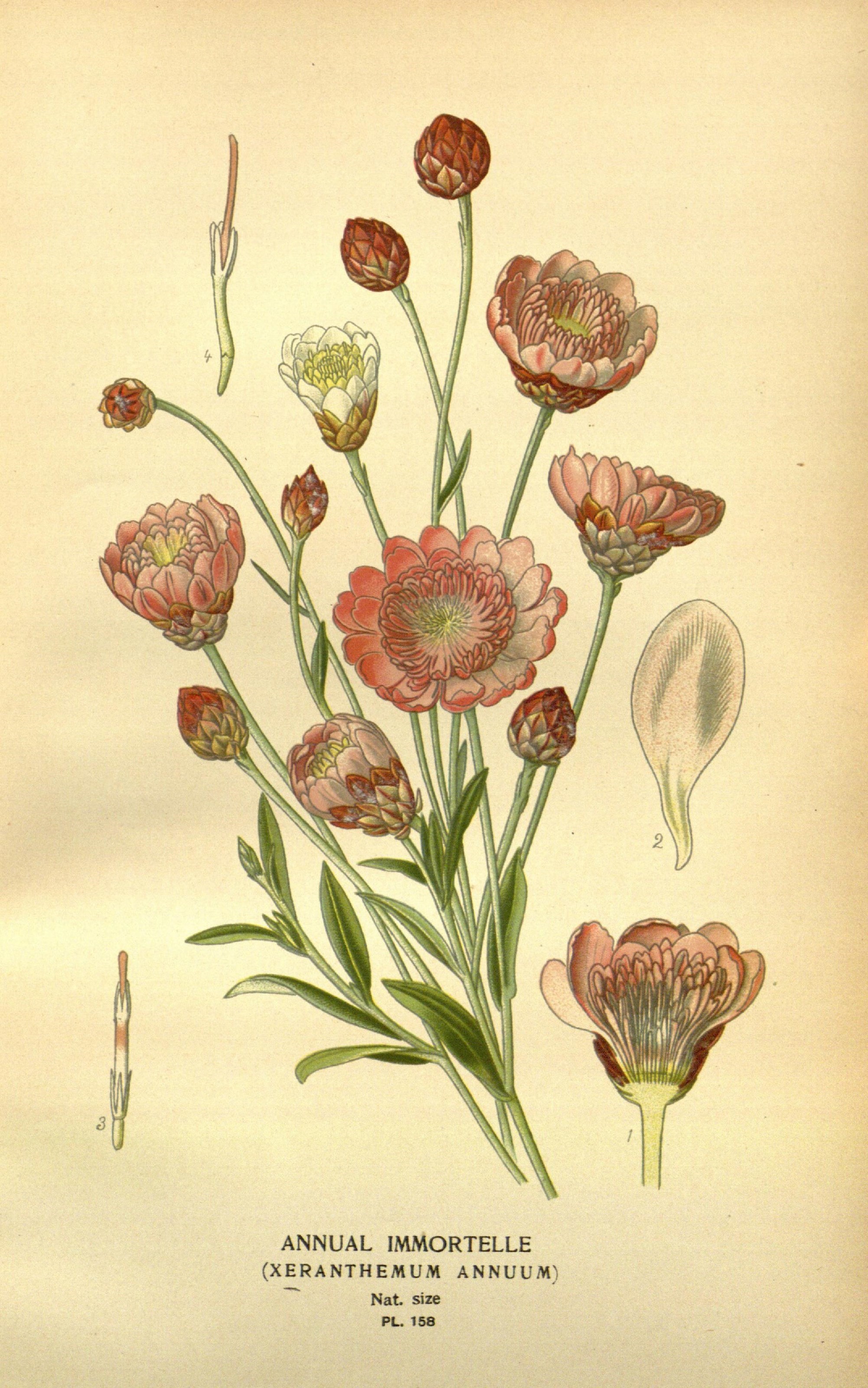 Favourite flowers of garden and greenhouse (10593493586)
