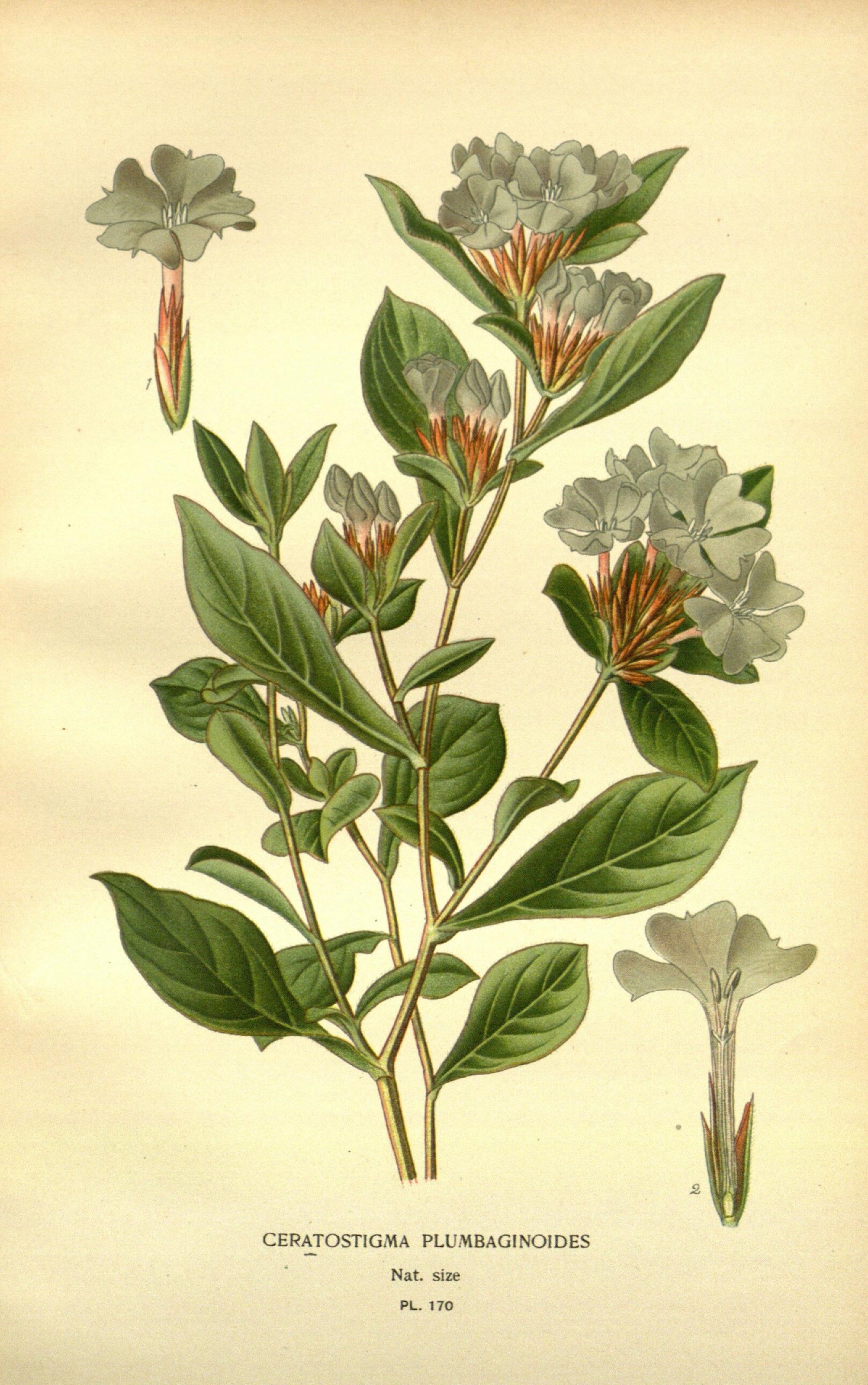Favourite flowers of garden and greenhouse (10593568224)