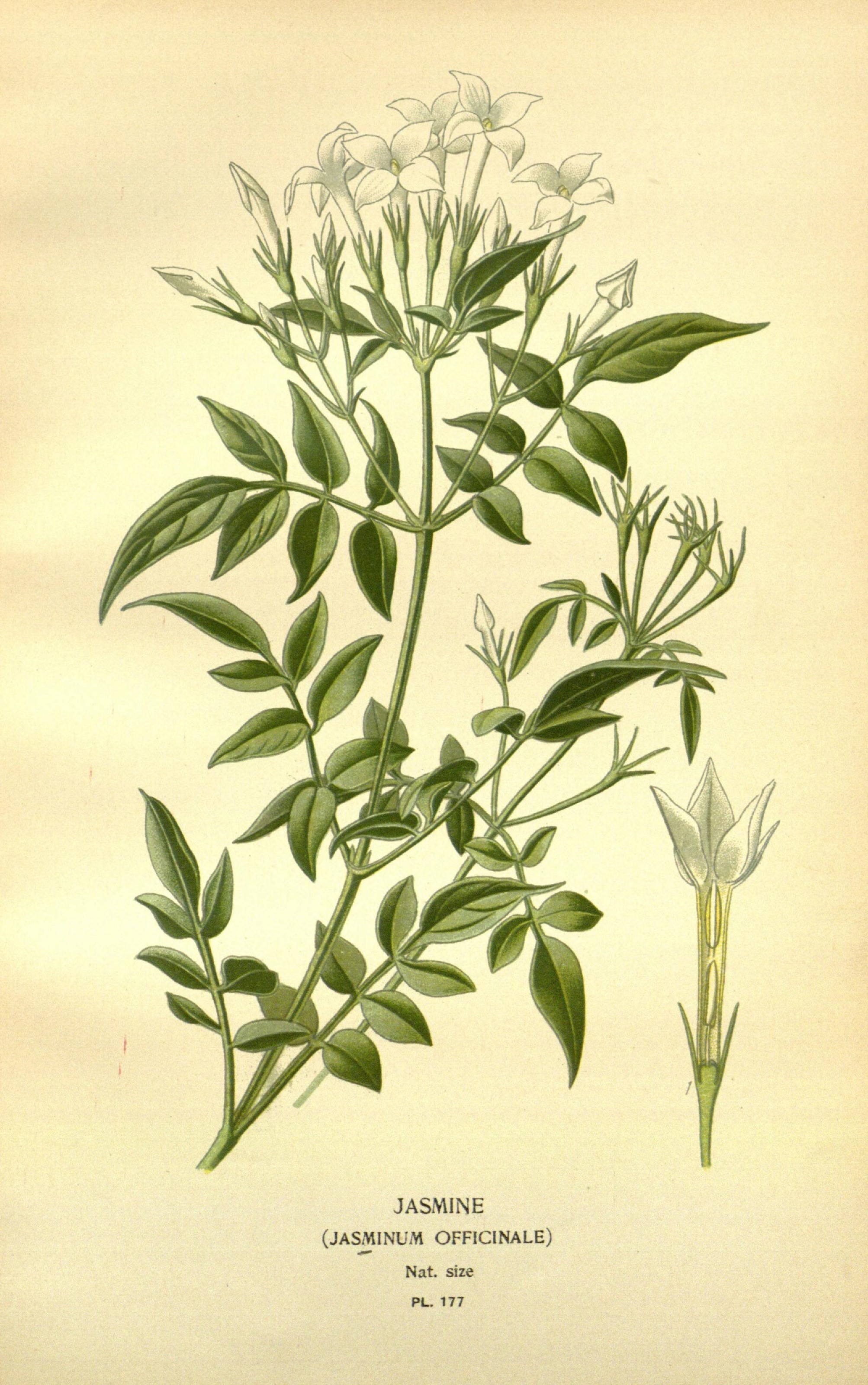 Favourite flowers of garden and greenhouse (10593591126)