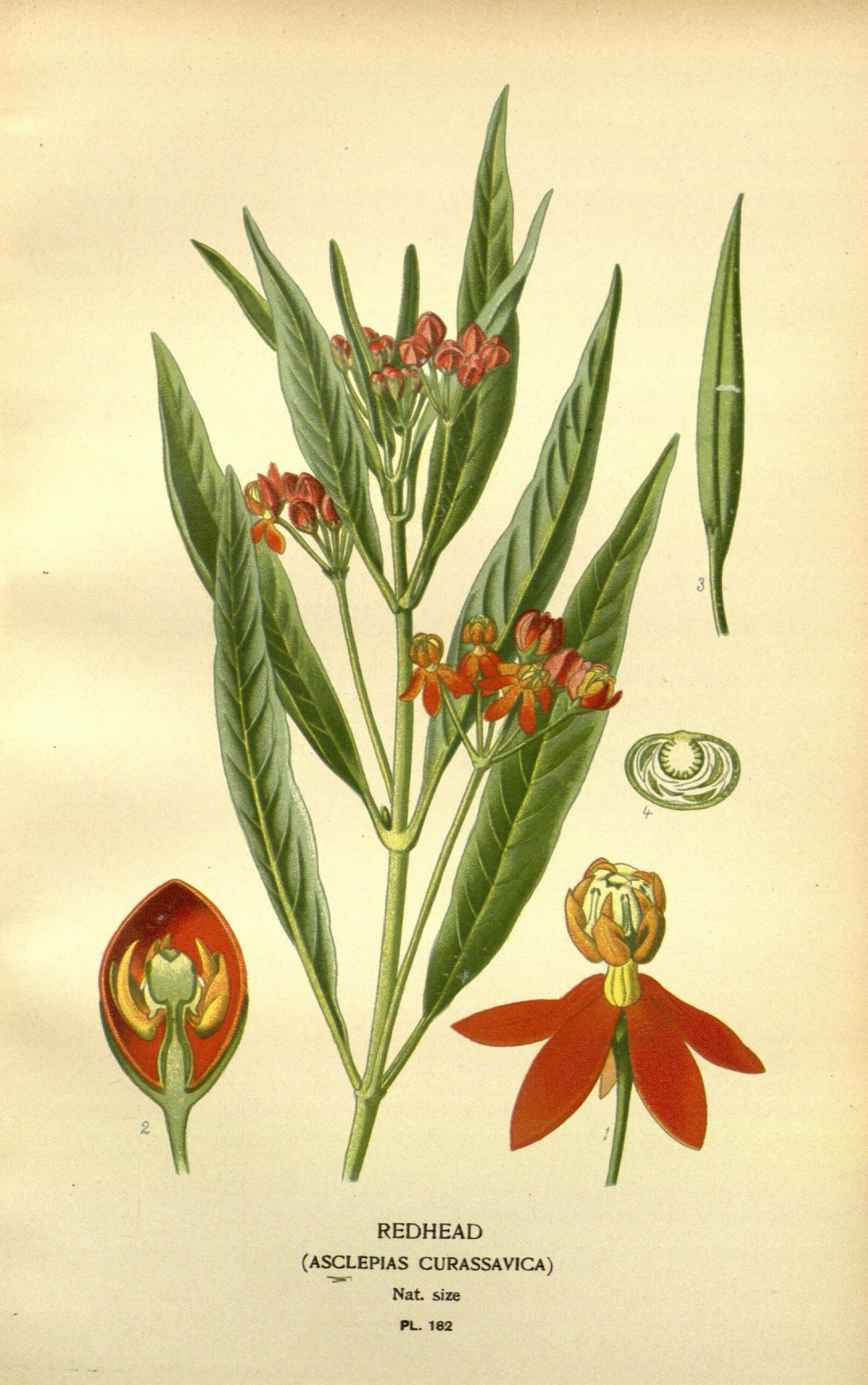 Favourite flowers of garden and greenhouse (10593605255)