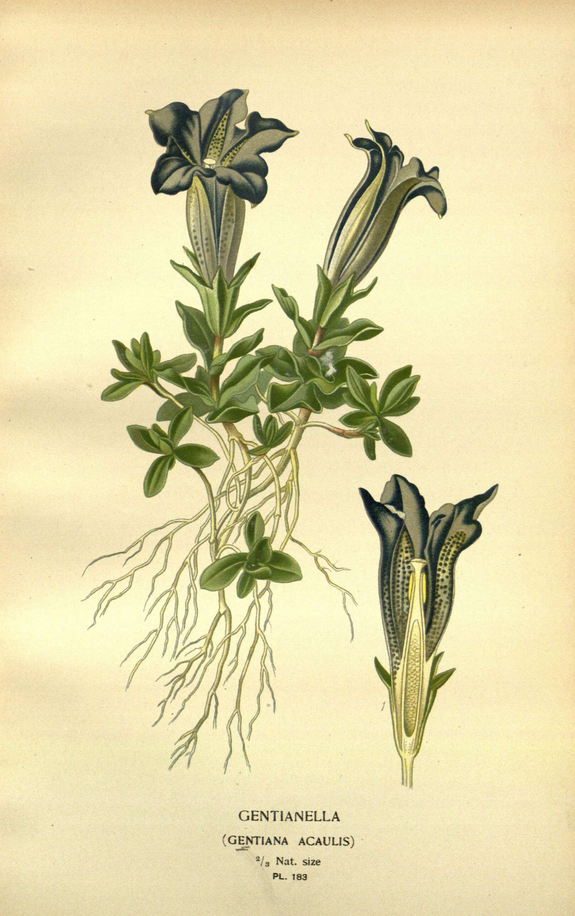 Favourite flowers of garden and greenhouse (10593610055)