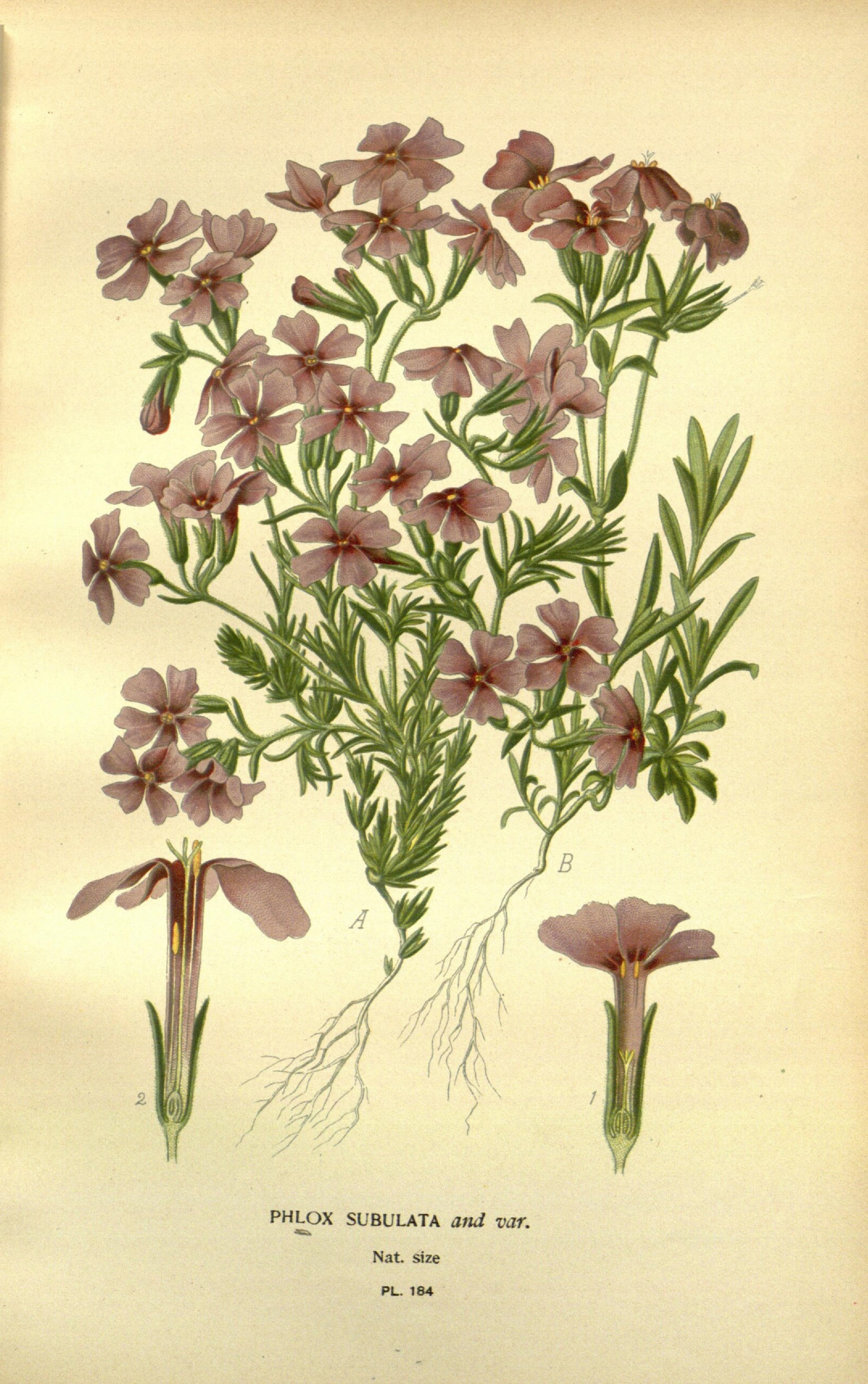 Favourite flowers of garden and greenhouse (10593630356)