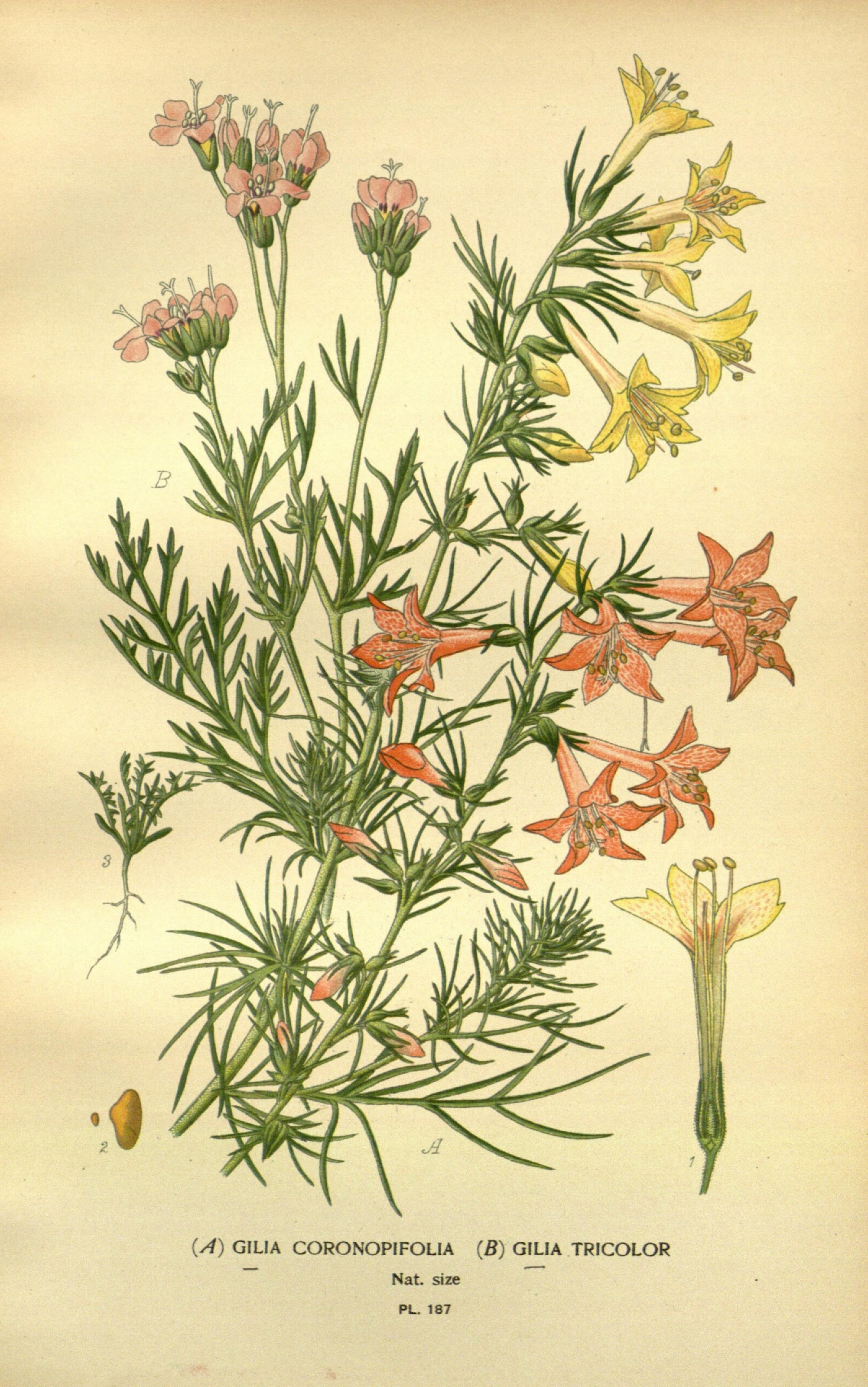 Favourite flowers of garden and greenhouse (10593645296)