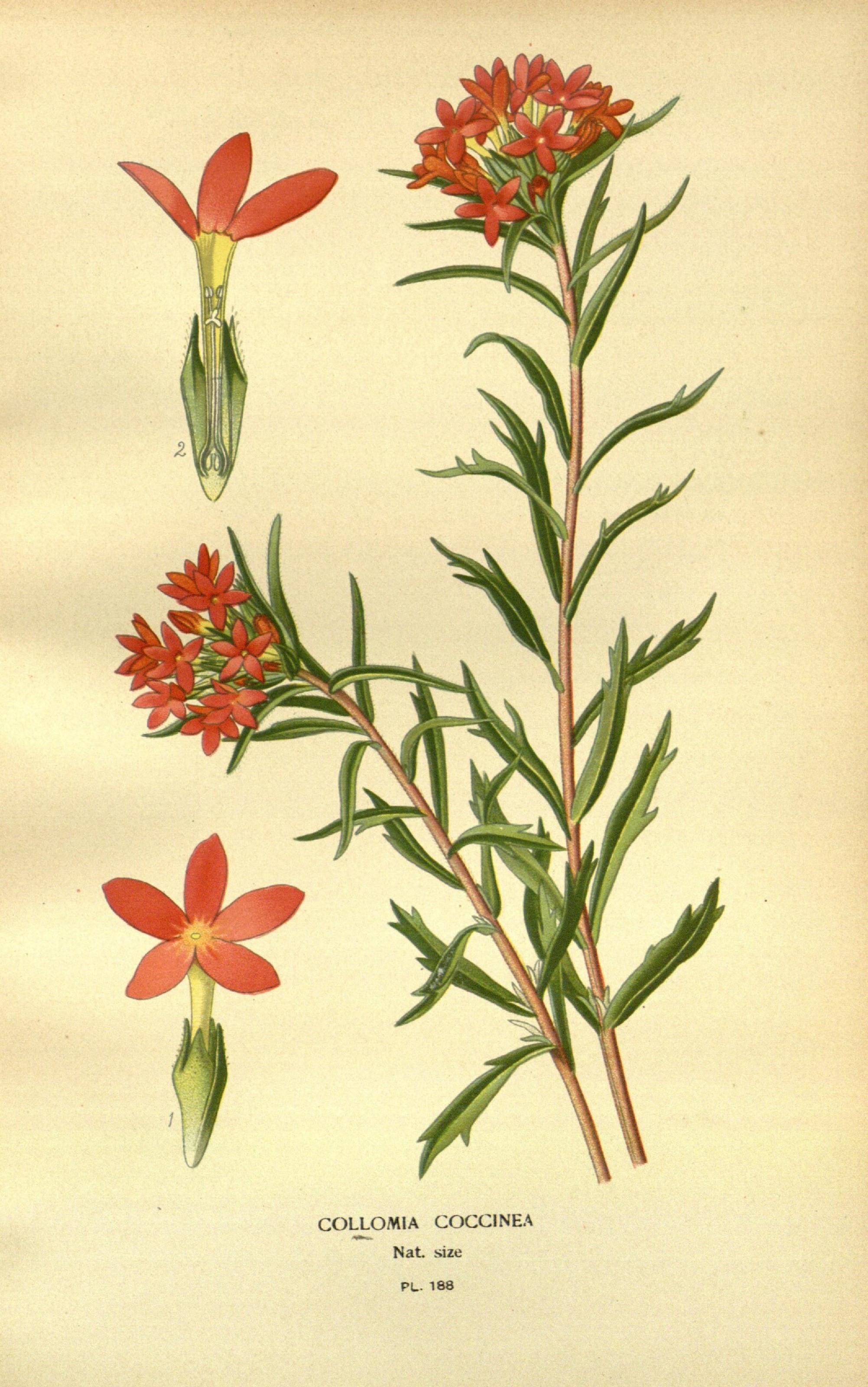 Favourite flowers of garden and greenhouse (10593651146)