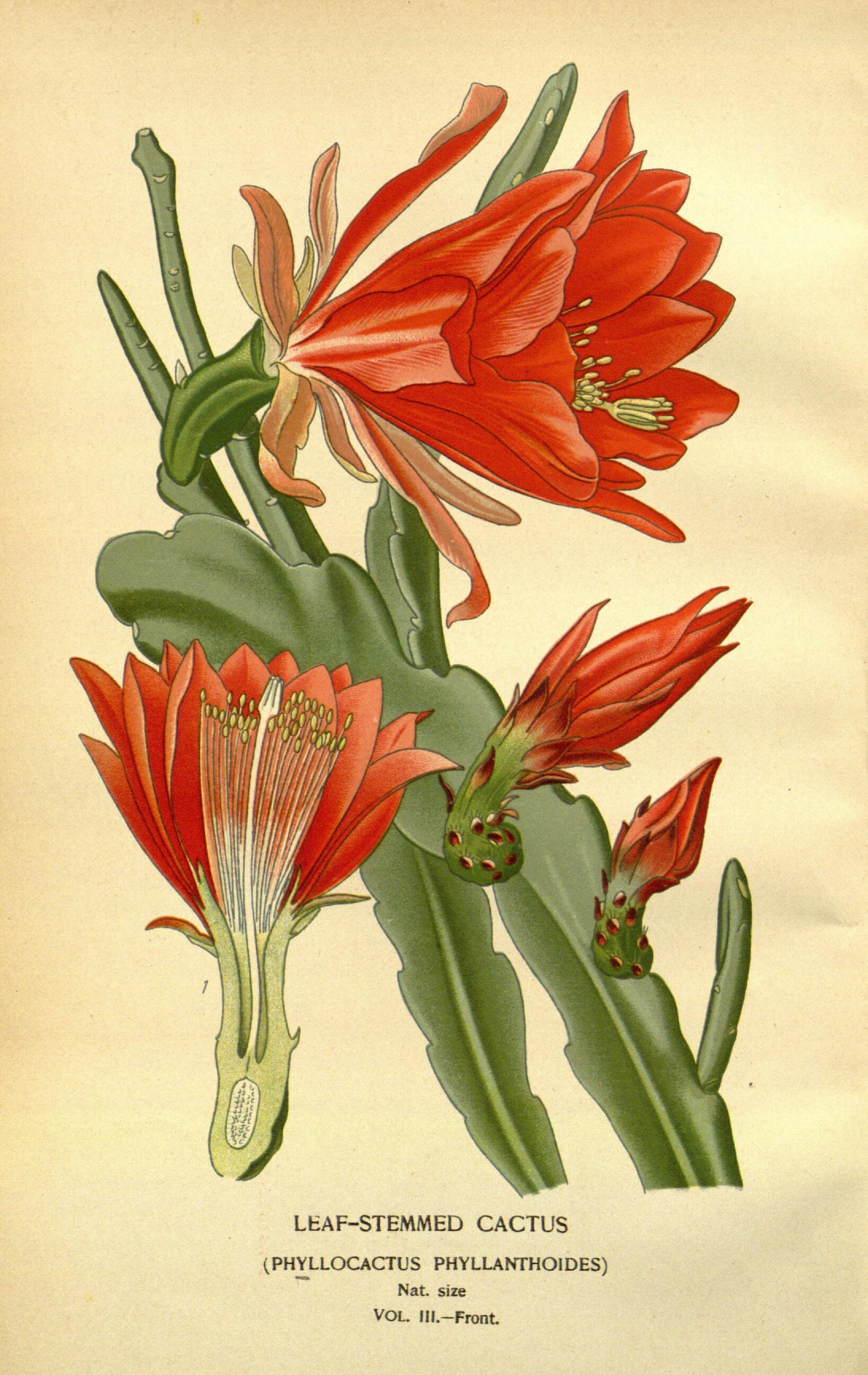 Favourite flowers of garden and greenhouse (10593783735)