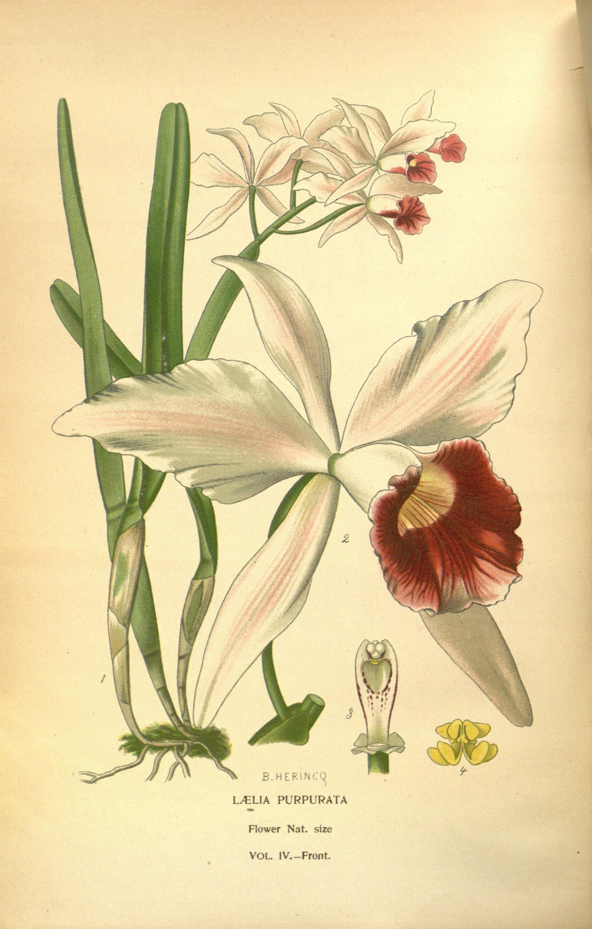 Favourite flowers of garden and greenhouse (8346010816)