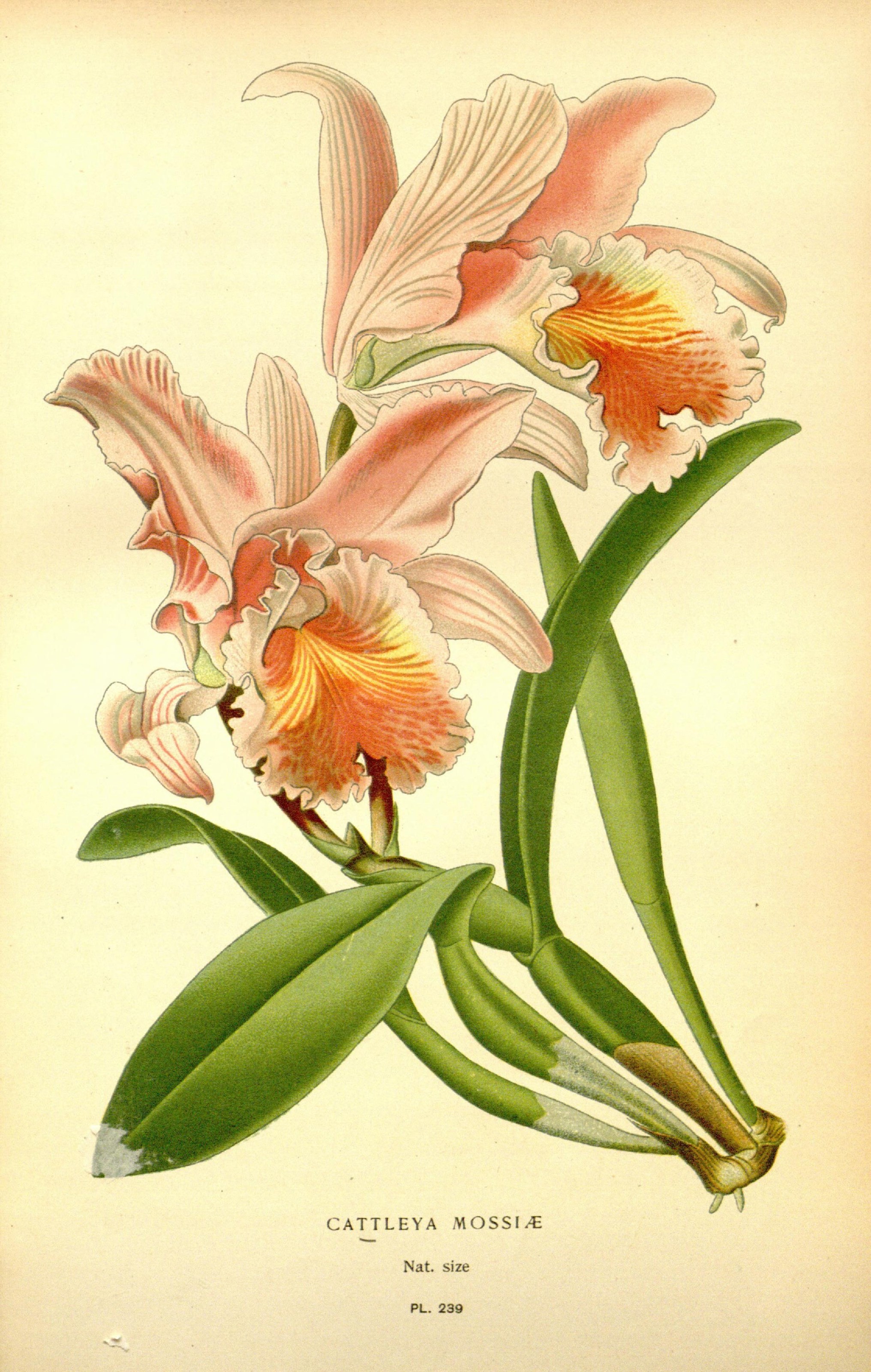 Favourite flowers of garden and greenhouse (8346015012)