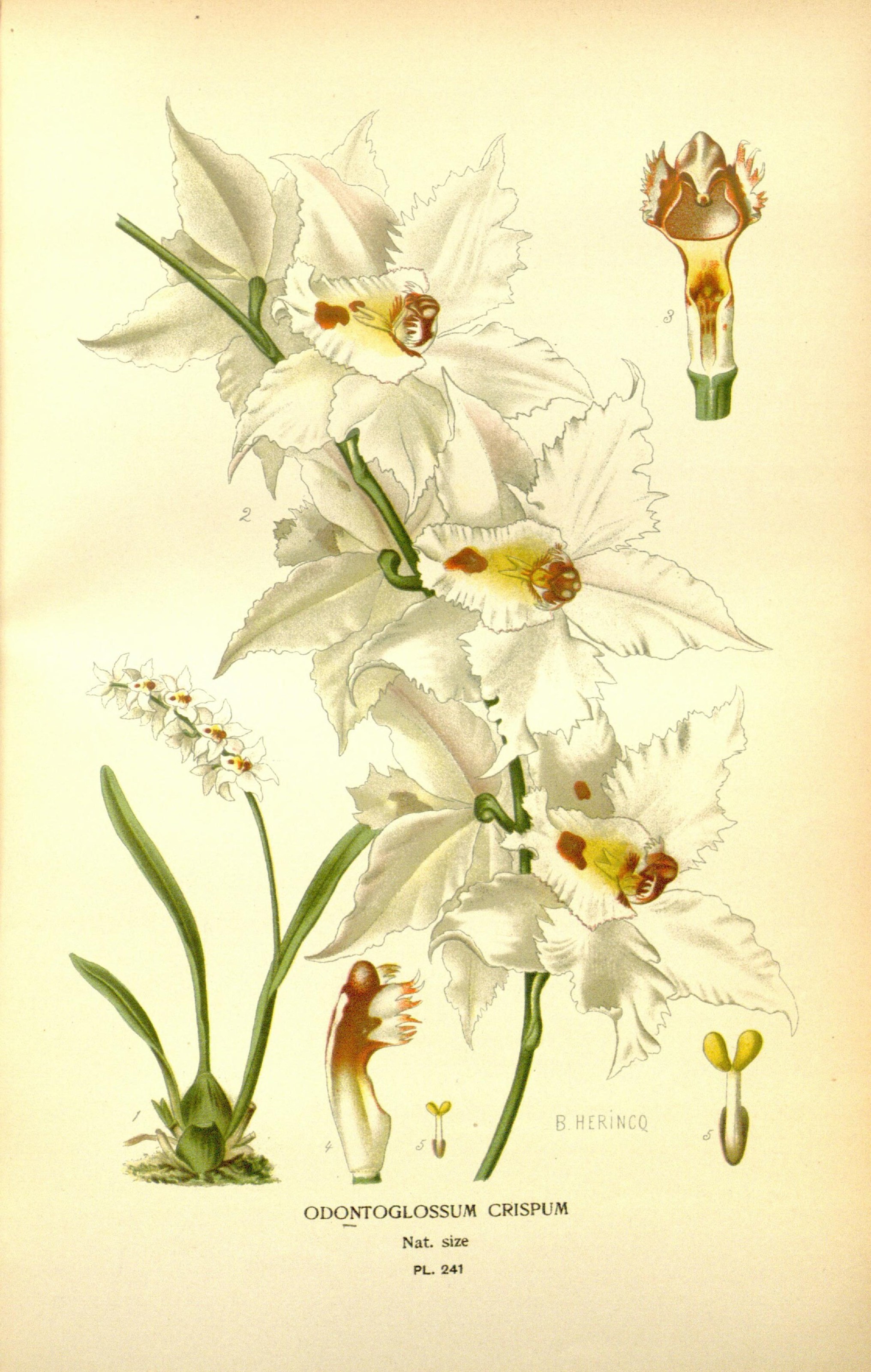 Favourite flowers of garden and greenhouse (8346016874)