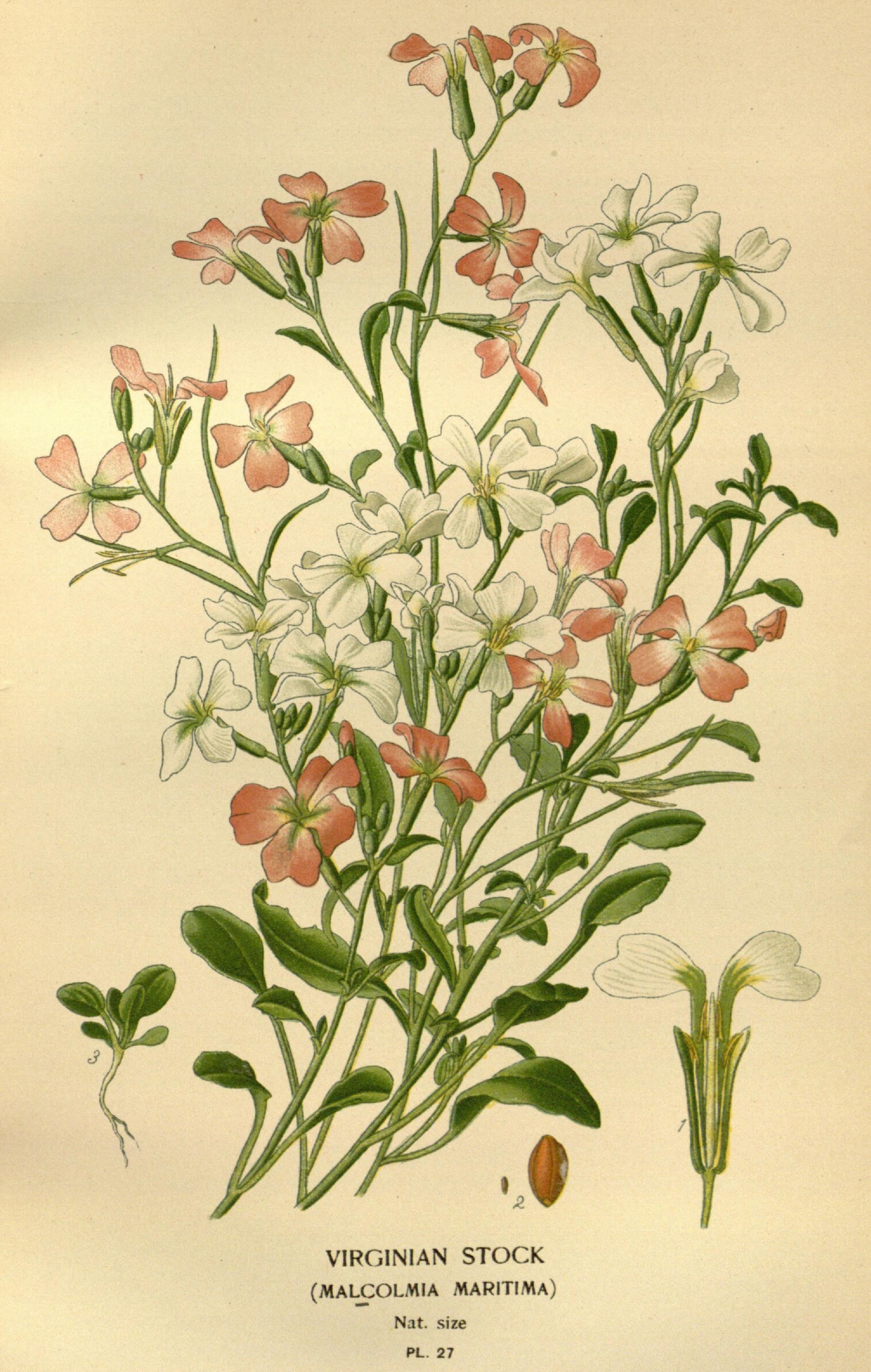 Favourite flowers of garden and greenhouse (Pl. 27) (7789050688)
