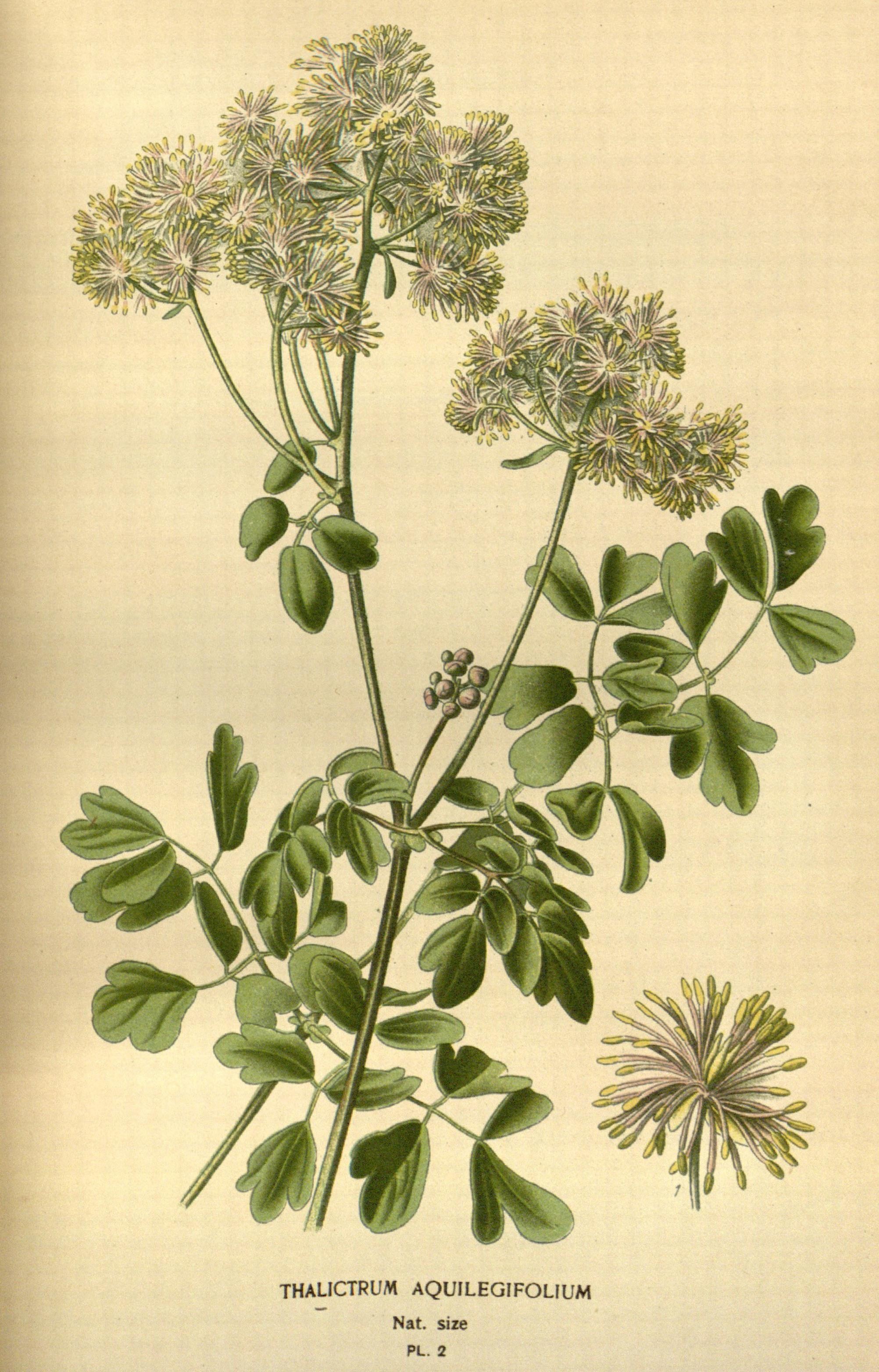 Favourite flowers of garden and greenhouse (Pl. 2) (7789006068)