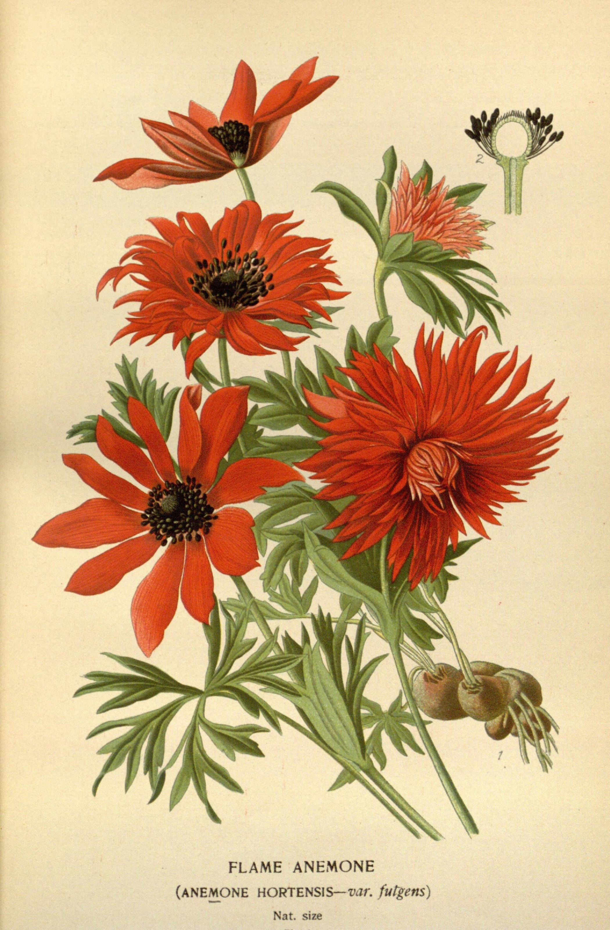 Favourite flowers of garden and greenhouse (Pl. 4) (7789009828)