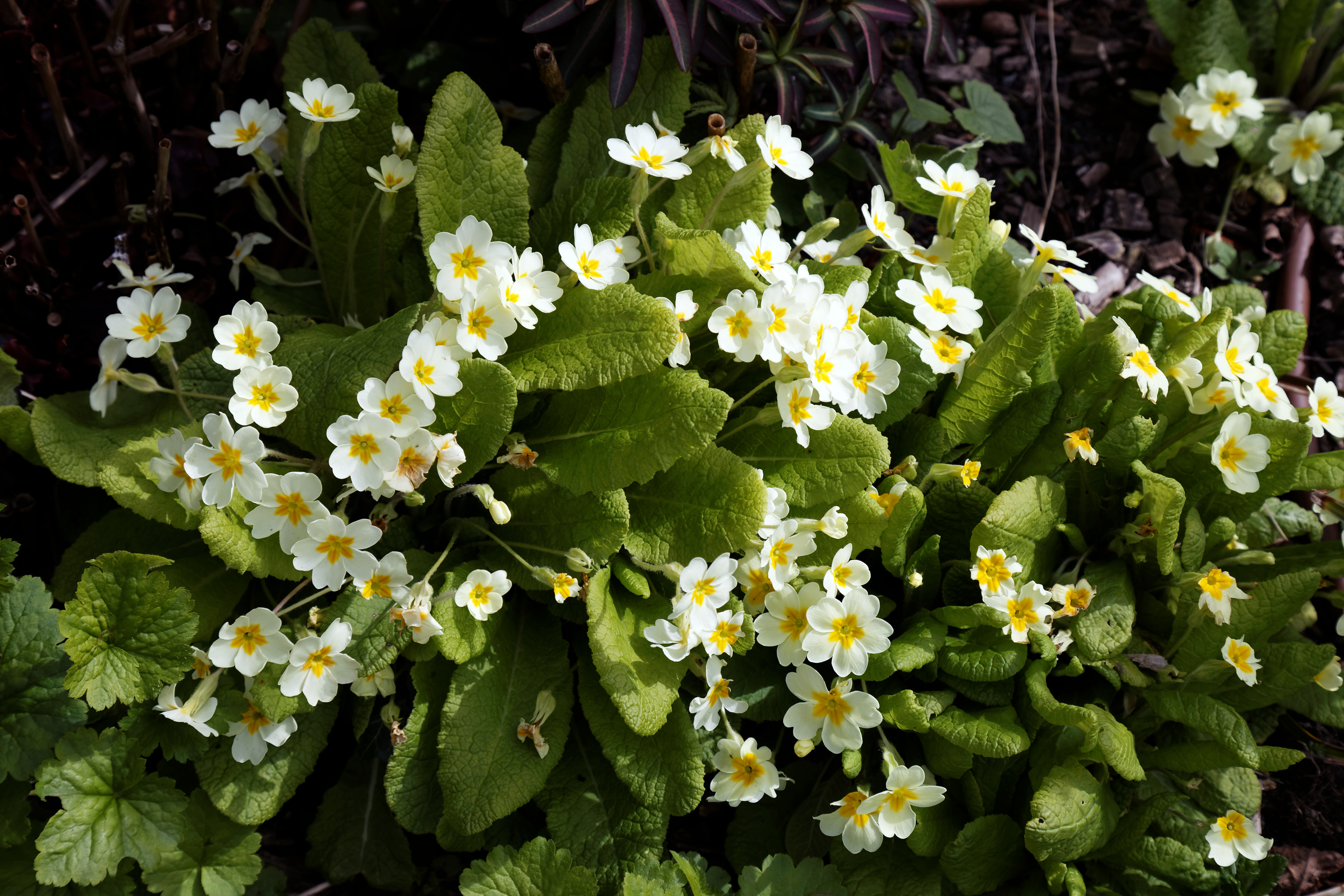 Feeringbury Manor primroses, Feering Essex England