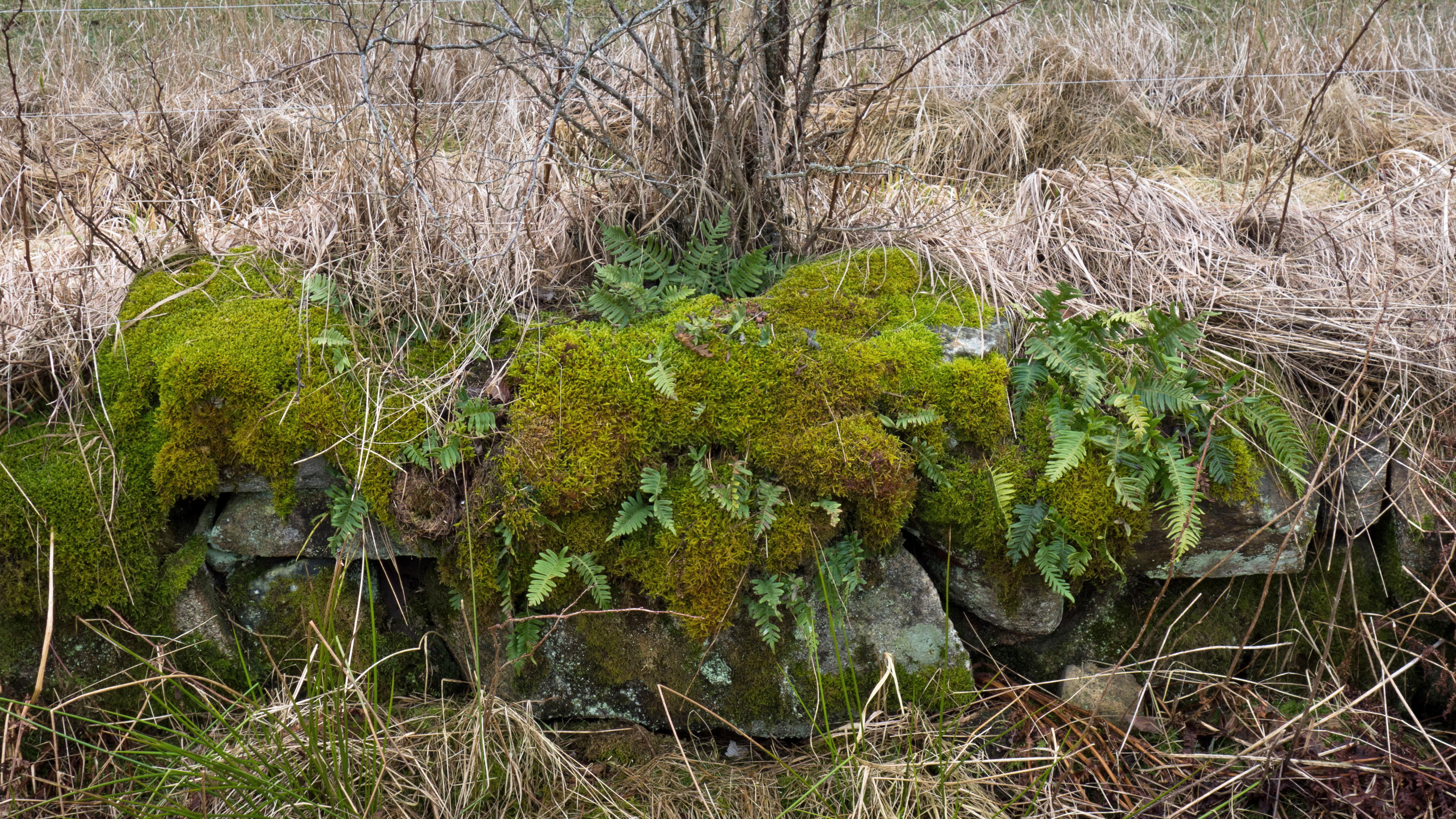Ferns and moss on an old wall 3