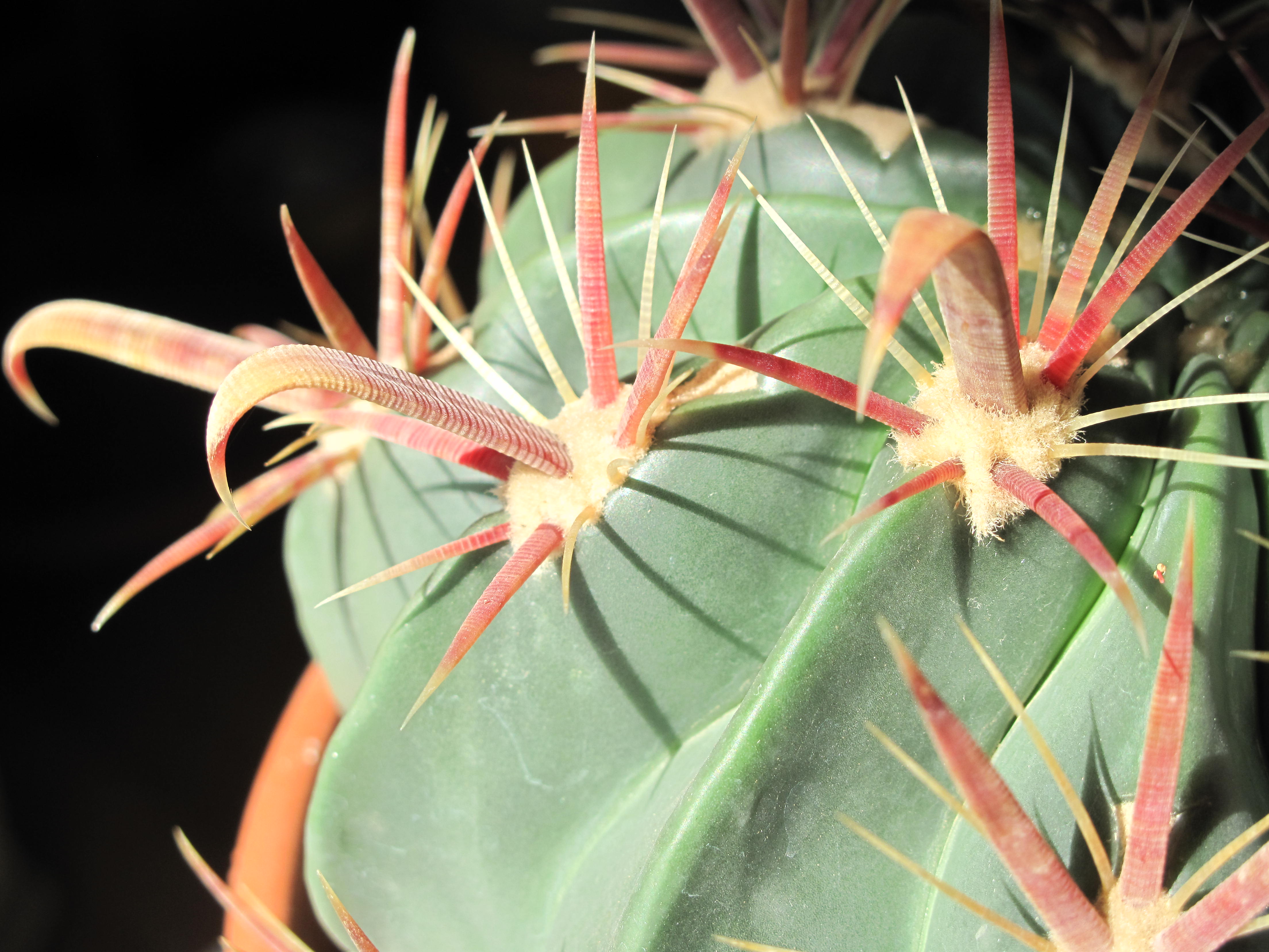 Ferocactus recurvus D2009 spines