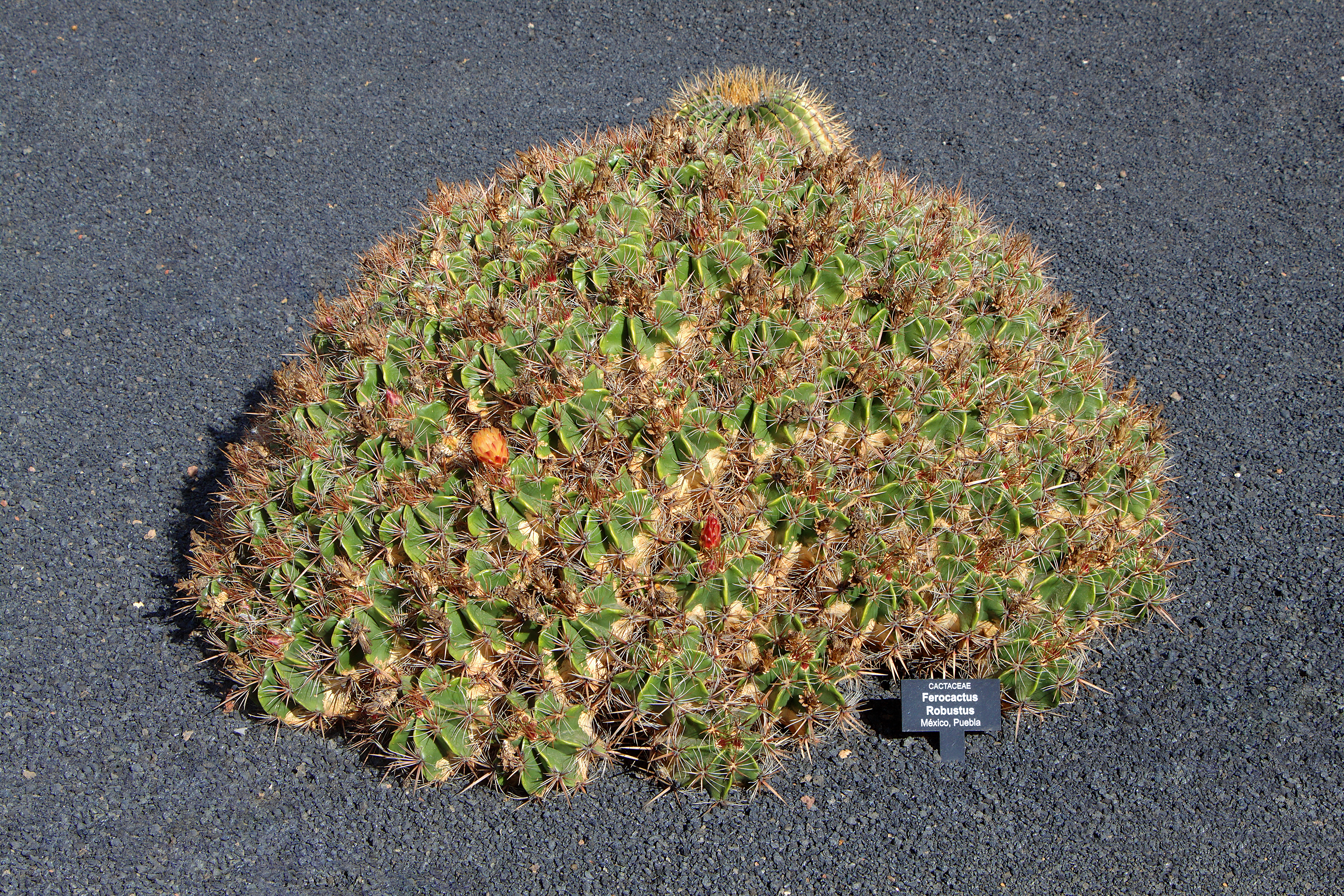 Ferocactus robustus 001