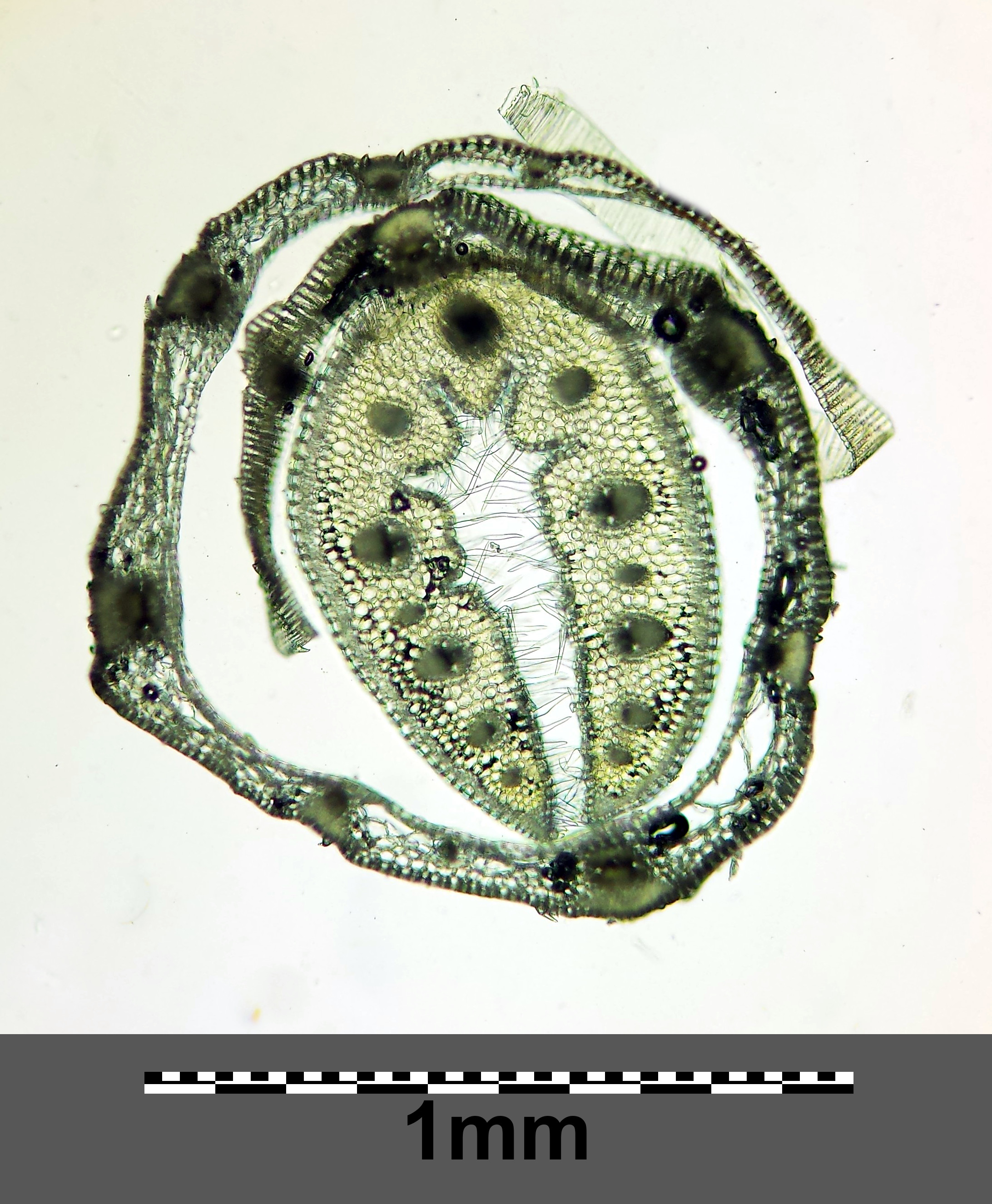 Festuca vaginata sl25