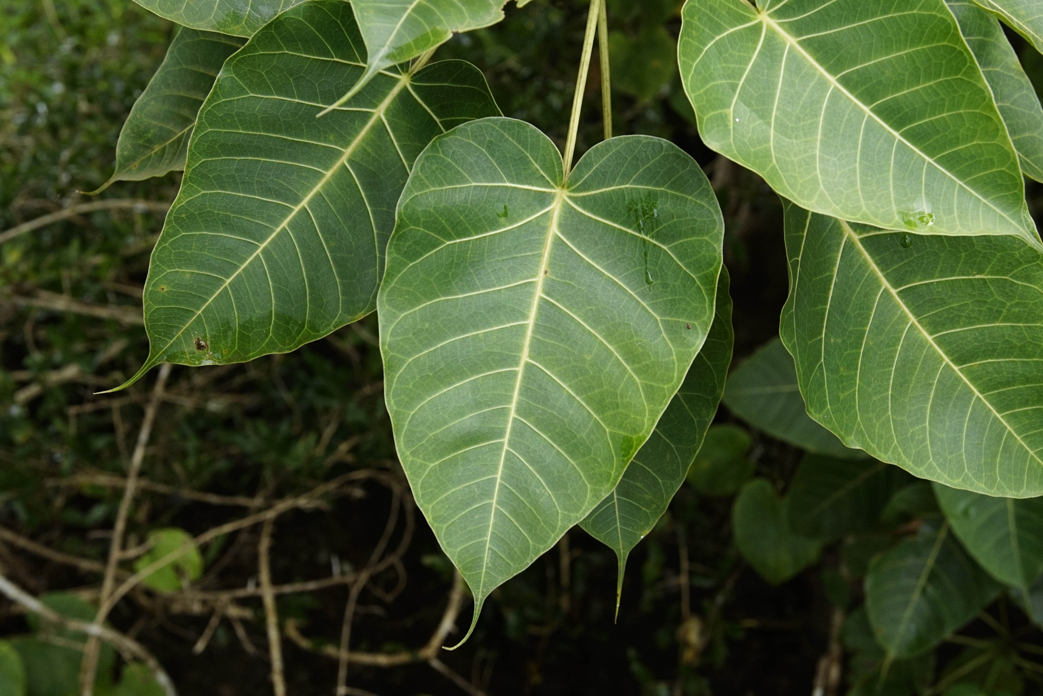 Ficus arnottiana 0644