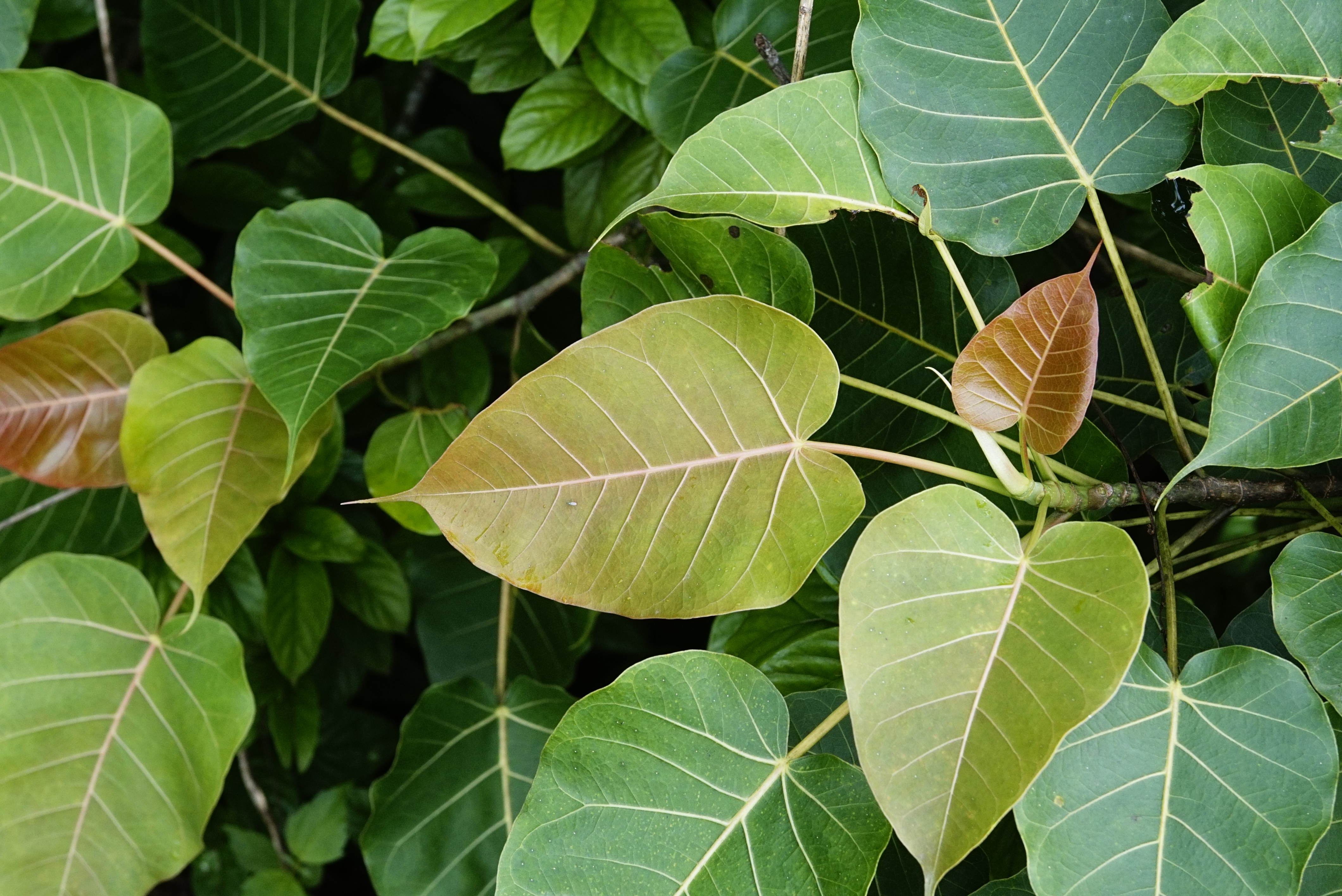 Ficus arnottiana 1906