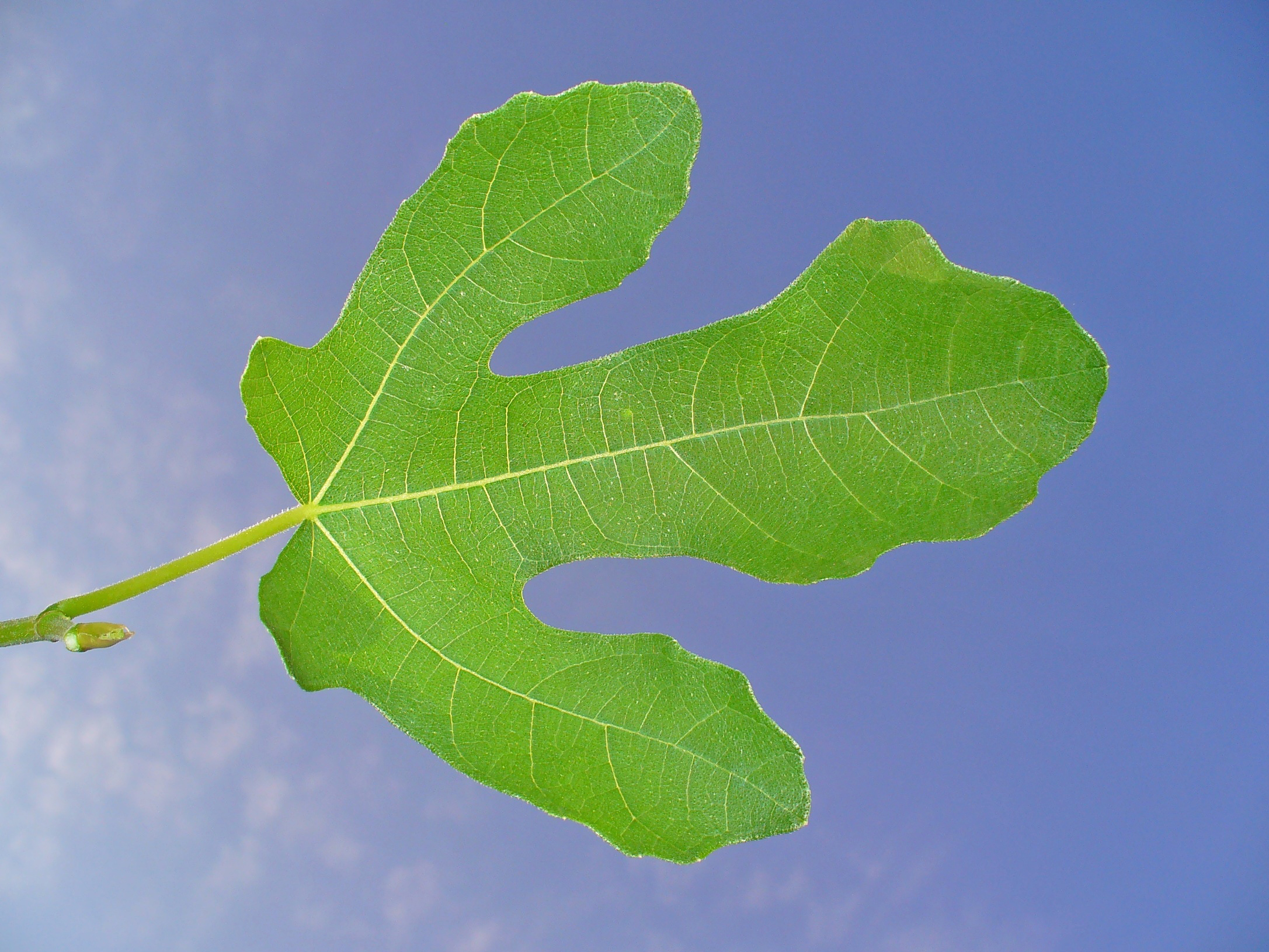 Ficus carica 008