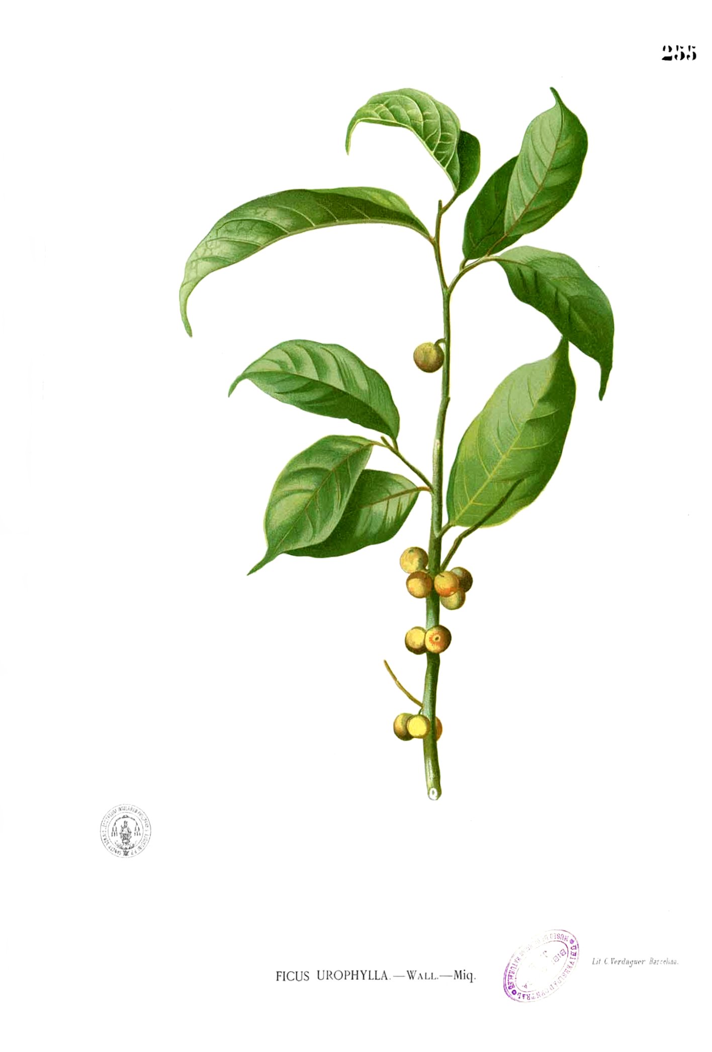 Ficus heteropleura Blanco2.255