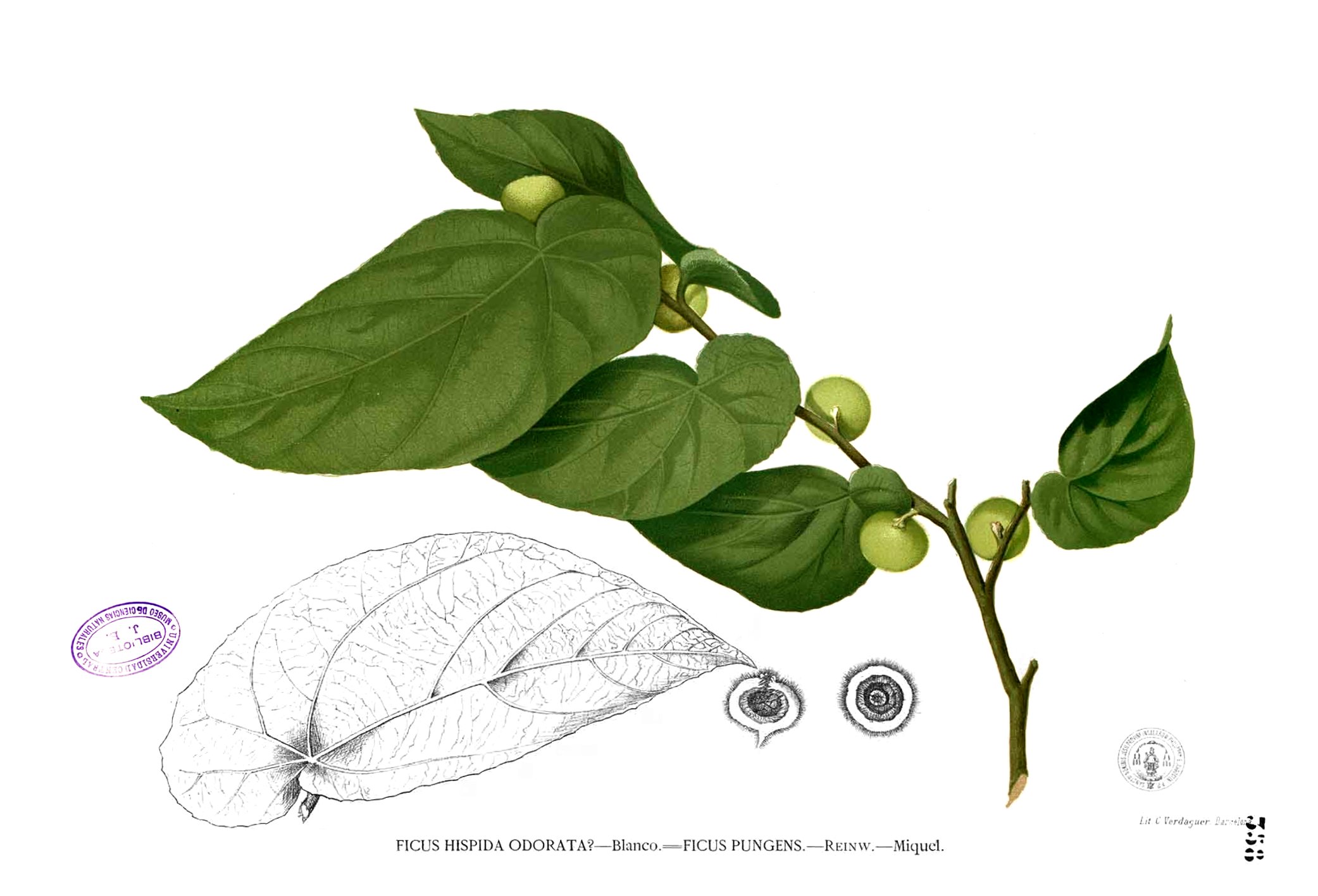Ficus sp Blanco2.358