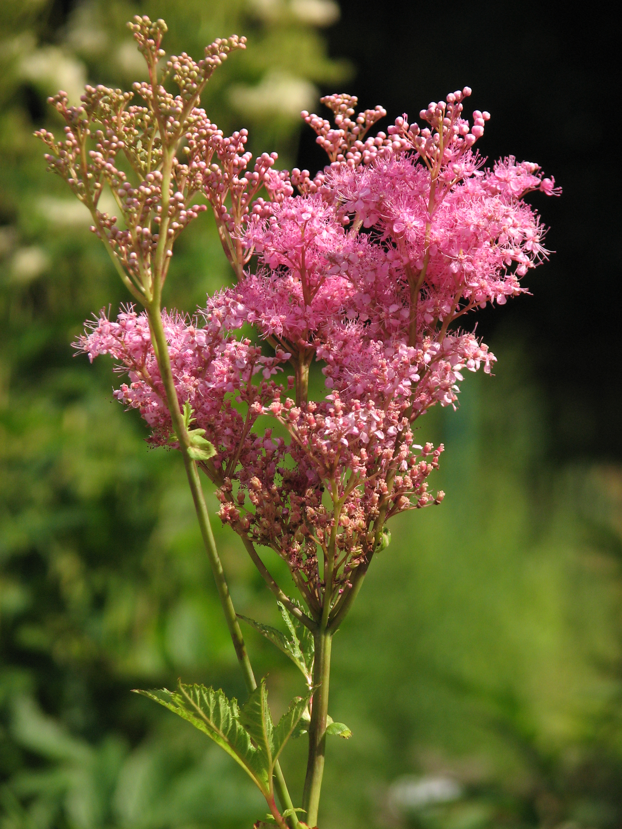 Filipendula rubra 'Venusta' 01