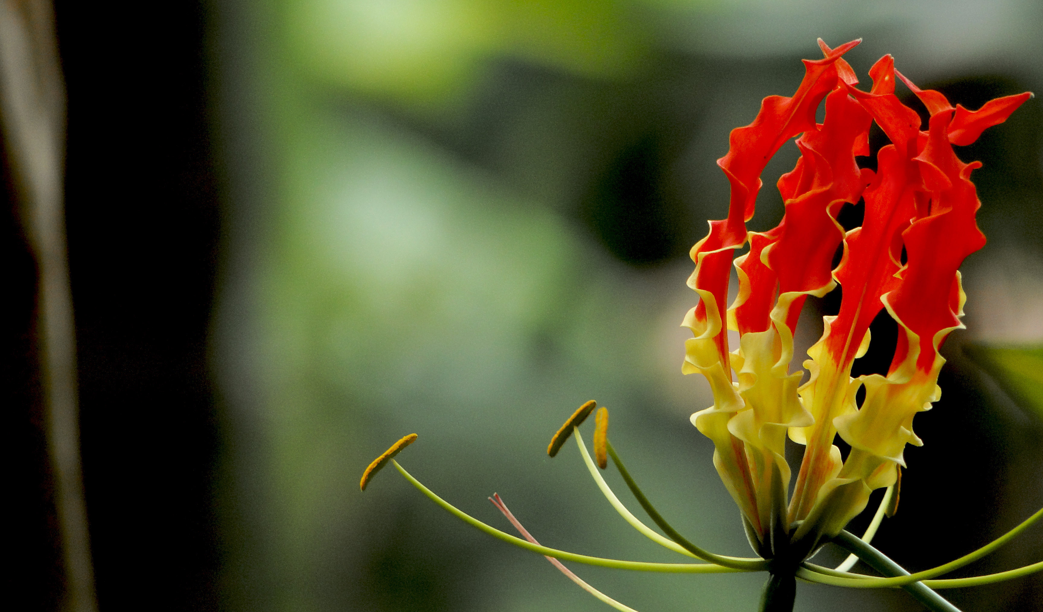 Fire Flower