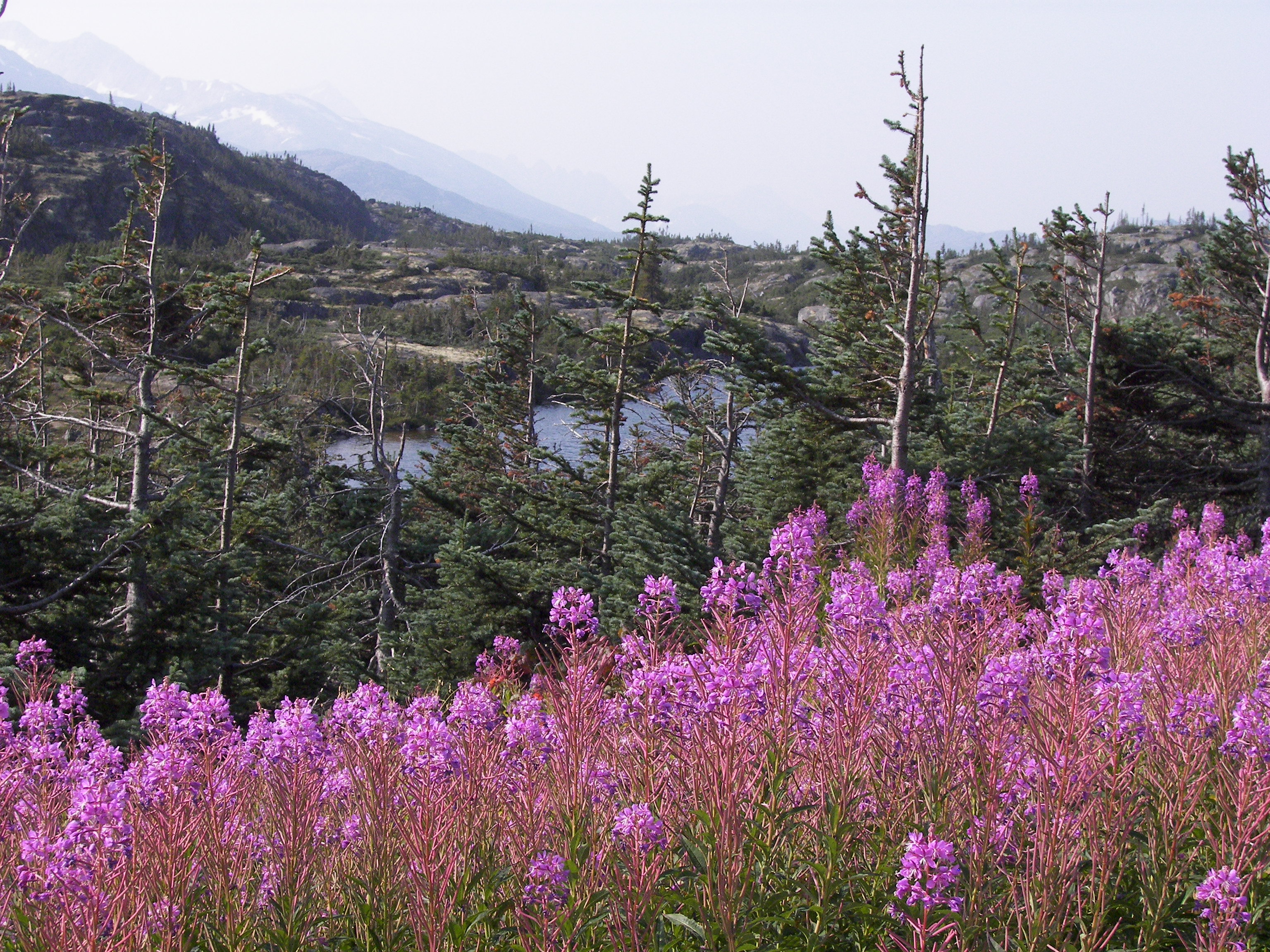 Fireweed on the Klondike Highway, British Columbia 5